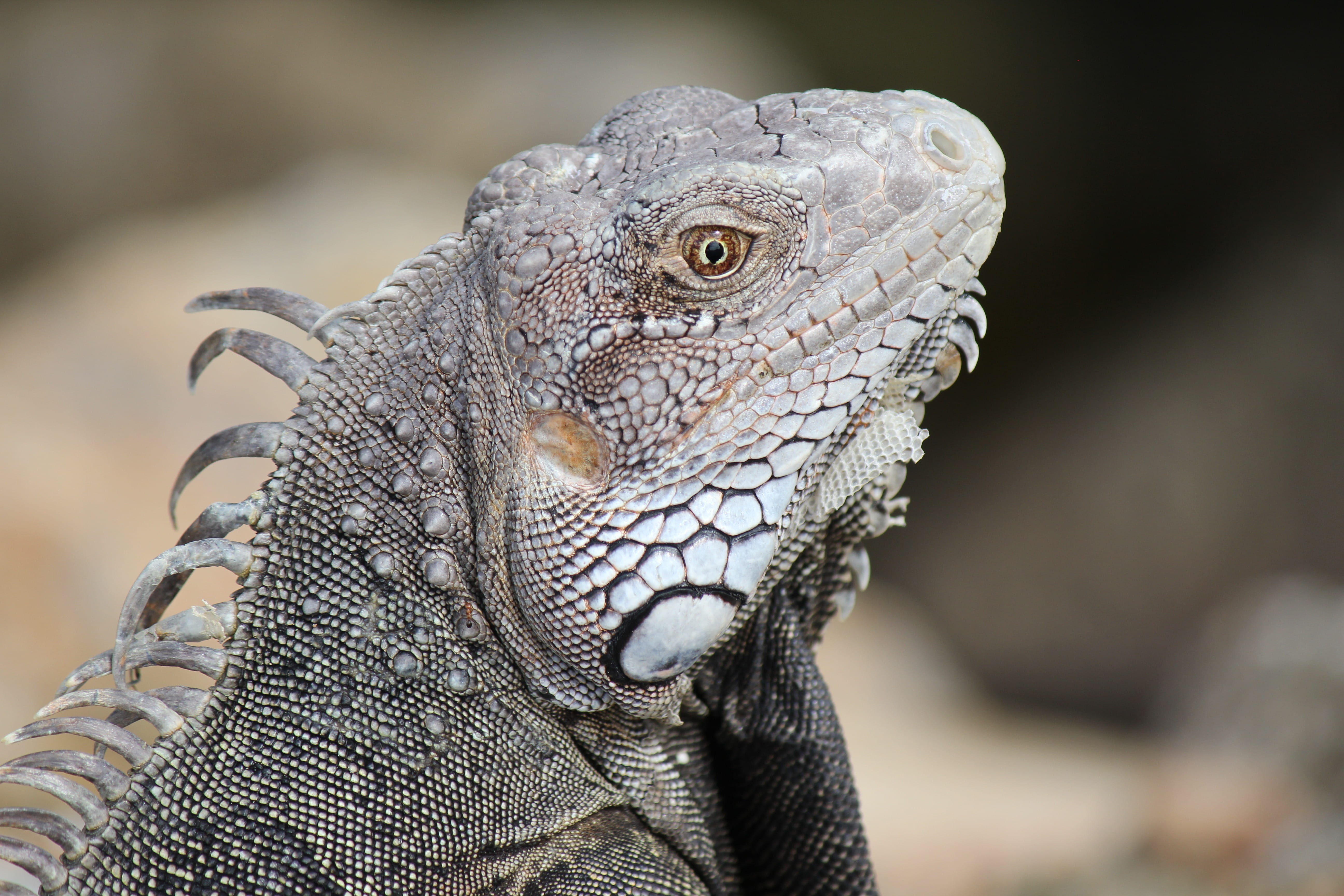 focus on foreground, portrait, nature, netherlands antilles, water, beast, island, animal, looking, animals in the wild, aruba, vertebrate, sea, animal wildlife, HD Wallpaper