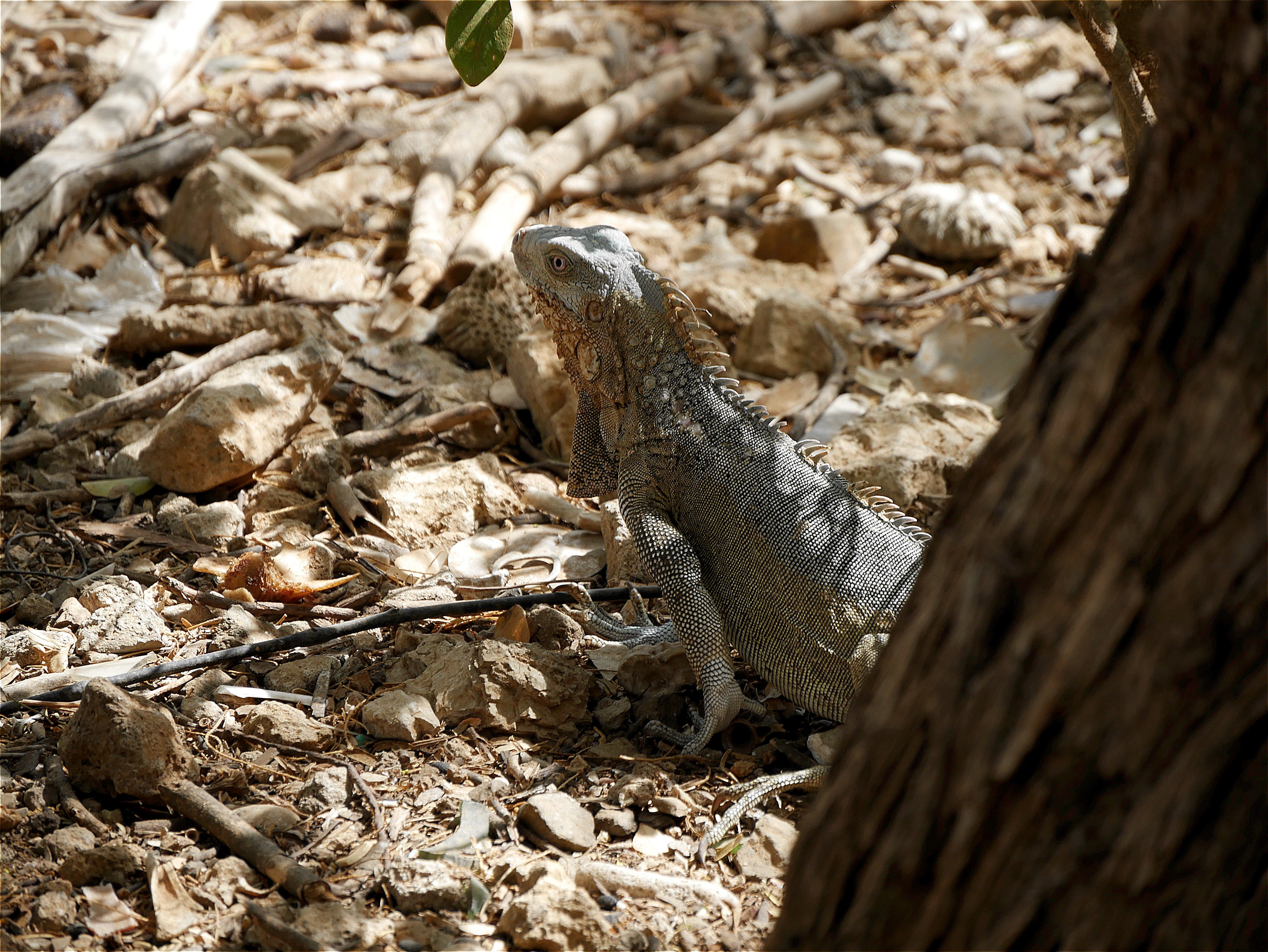 reptile, plant, animal themes, animal wildlife, tree, tree trunk, lizard, animals in the wild, iguana, no people, land, one animal, outdoors, vertebrate, HD Wallpaper