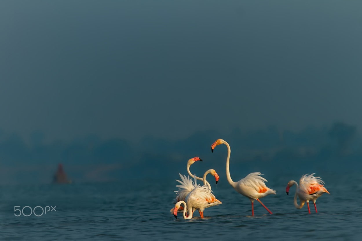 photography, animals, birds, 480P, flamingos, HD Wallpaper