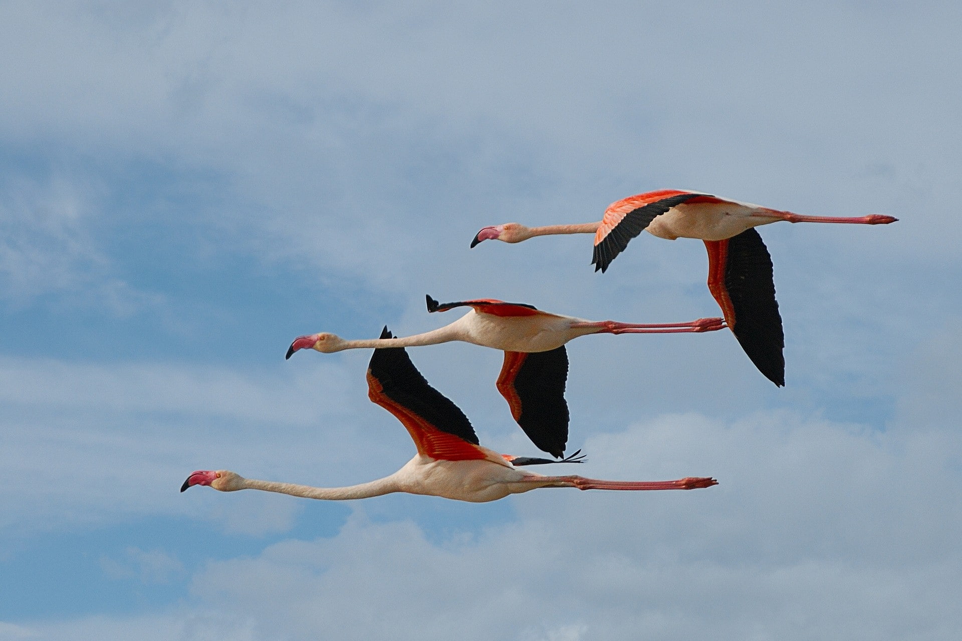 flying, day, bird, low angle view, sky, group of animals, birds, cloud - sky, motion, full length, two animals, outdoors, flamingos, vertebrate, no people, HD Wallpaper