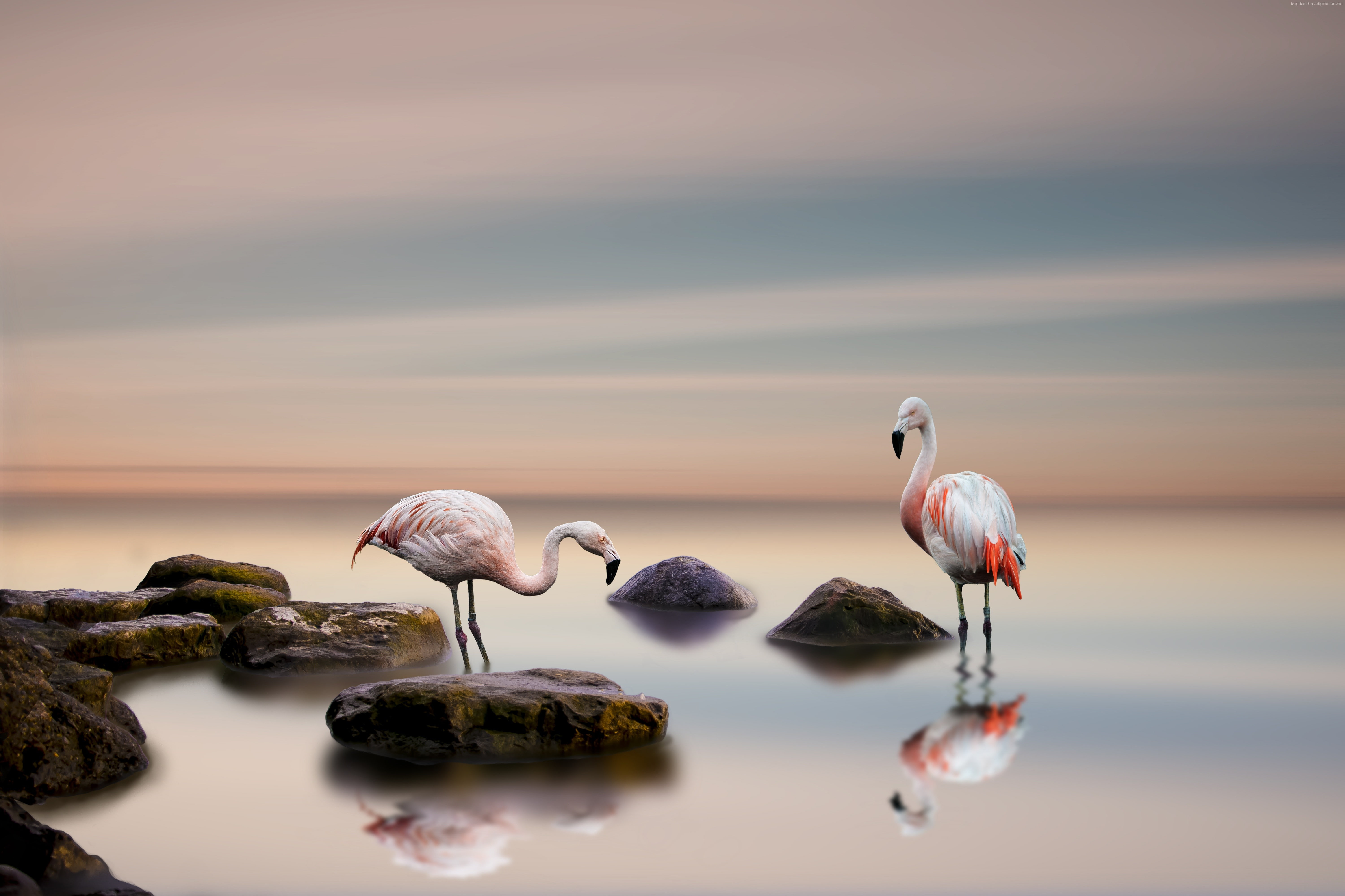 horizon over water, no people, water, 5k, sea, ocean, tranquility, bird, beauty in nature, waterfront, animal themes, flamingo, nature, 5K, sunset, outdoors, HD Wallpaper