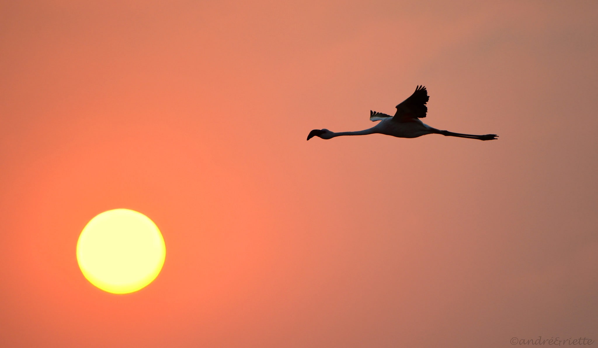 animals in the wild, bird, outdoors, animal themes, silhouette, one animal, flamingos, flying, animal, animal wildlife, 1080P, vertebrate, beauty in nature, HD Wallpaper