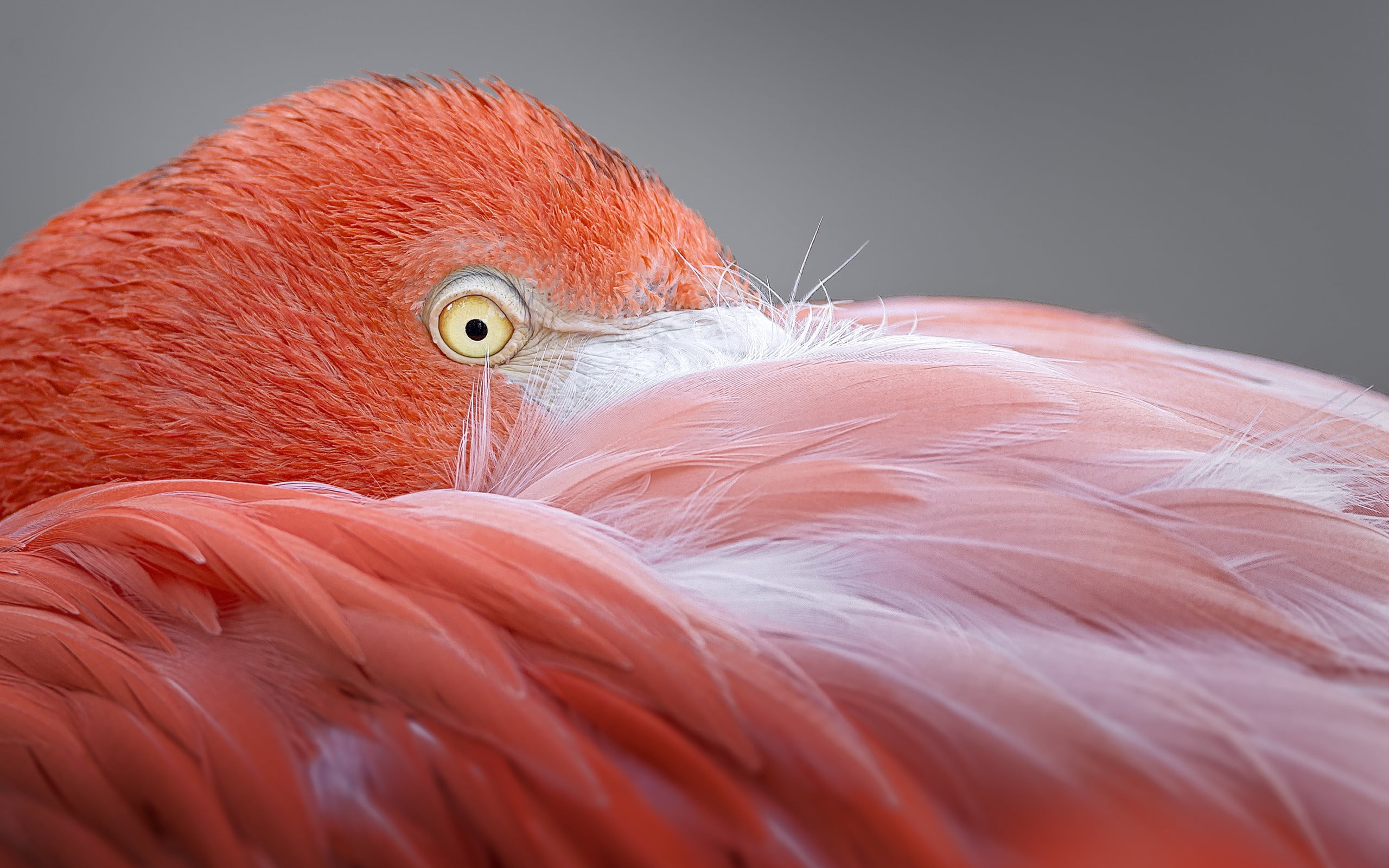 day, pink color, close-up, feather, vertebrate, profile view, animal body part, 2K, flamingo, eye, preening, animal eye, animal head, one animal, flamingos, HD Wallpaper