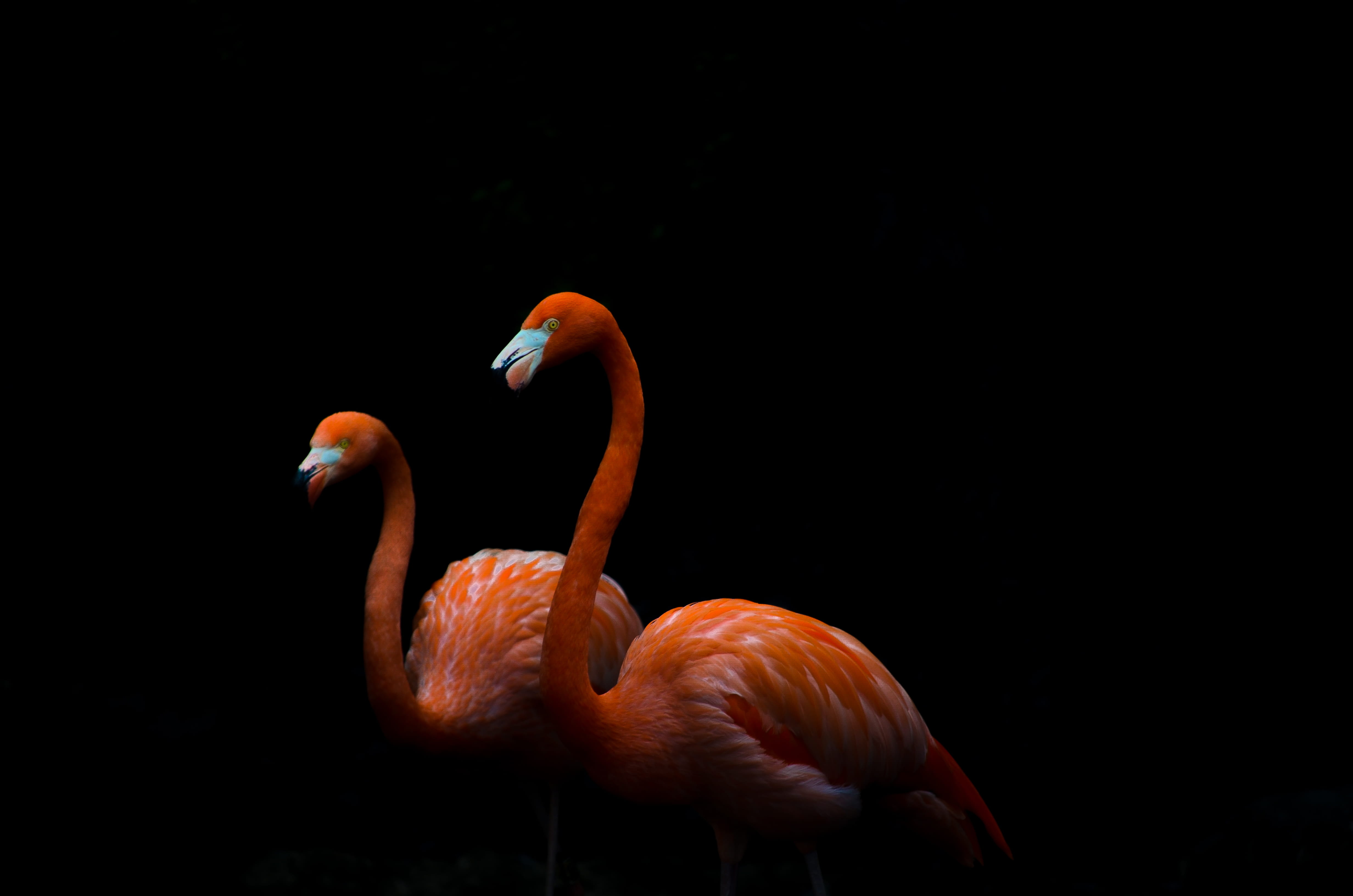 zoo, bird, close-up, wildlife, africa, animal, 4K, dark, black Color, neck, tropical Climate, red, birds, orange Color, captive, elegance, animal Neck, HD Wallpaper
