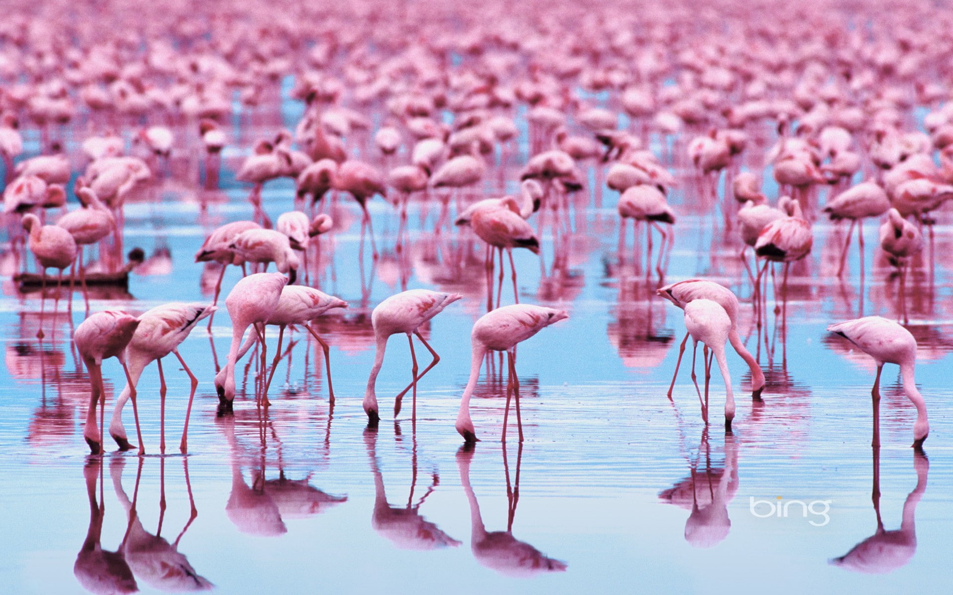 1080P, reflection, flamingos, water, birds, HD Wallpaper
