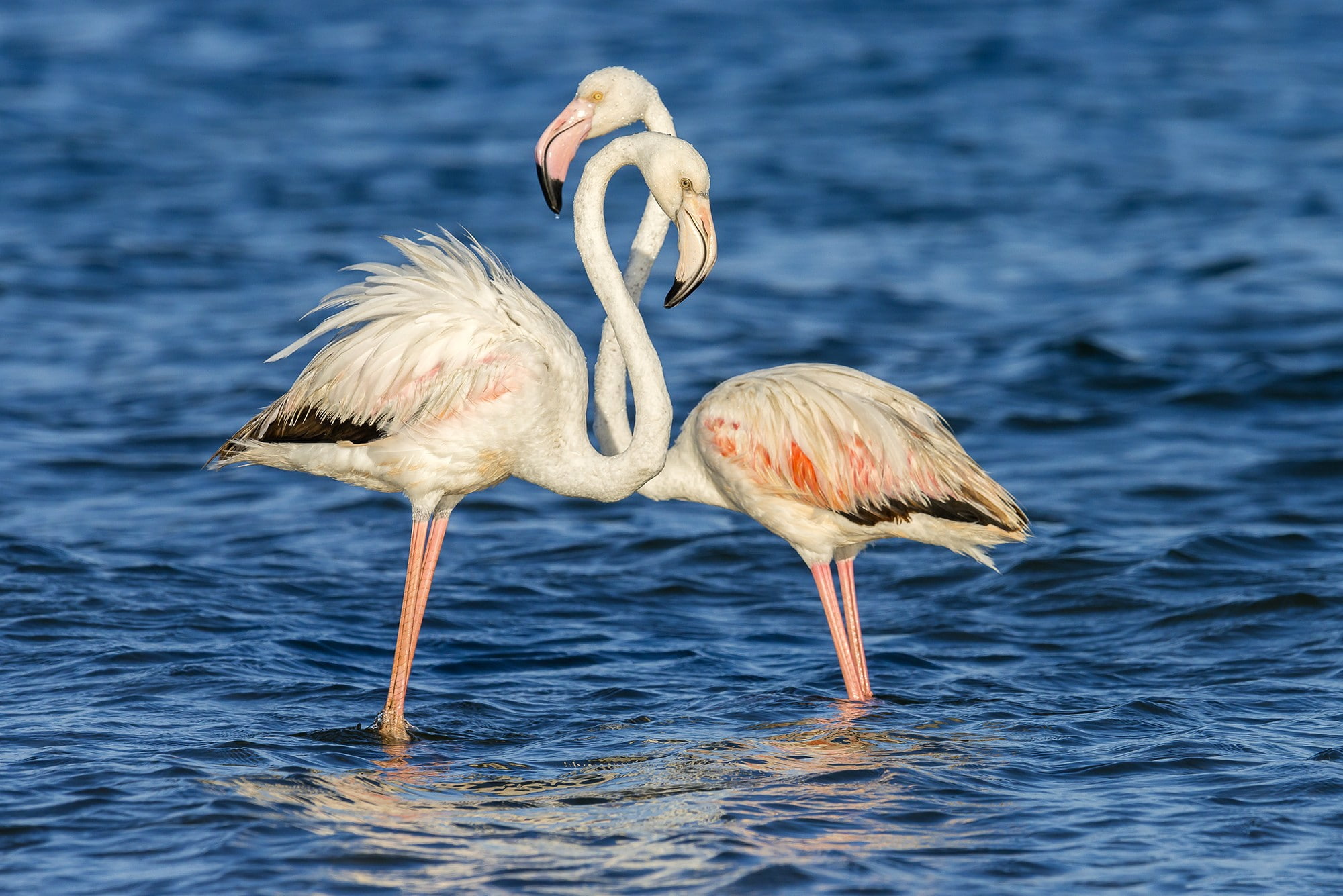 surface, background, 1080P, pink flamingos, flamingos, ripples, Birds, pink, water, couple, HD Wallpaper