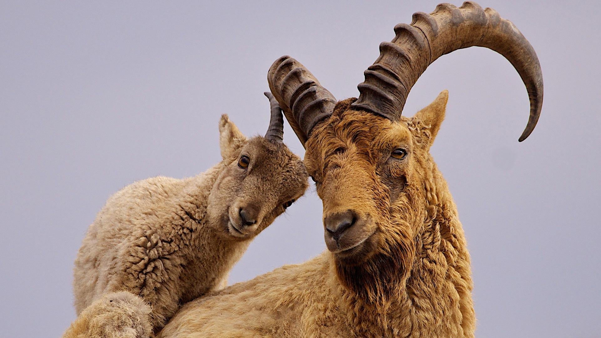 herbivorous, vertebrate, togetherness, 1080P, sky, caucasian, mammal, domestic, two animals, animal themes, group of animals, animal, west caucasian tur, HD Wallpaper