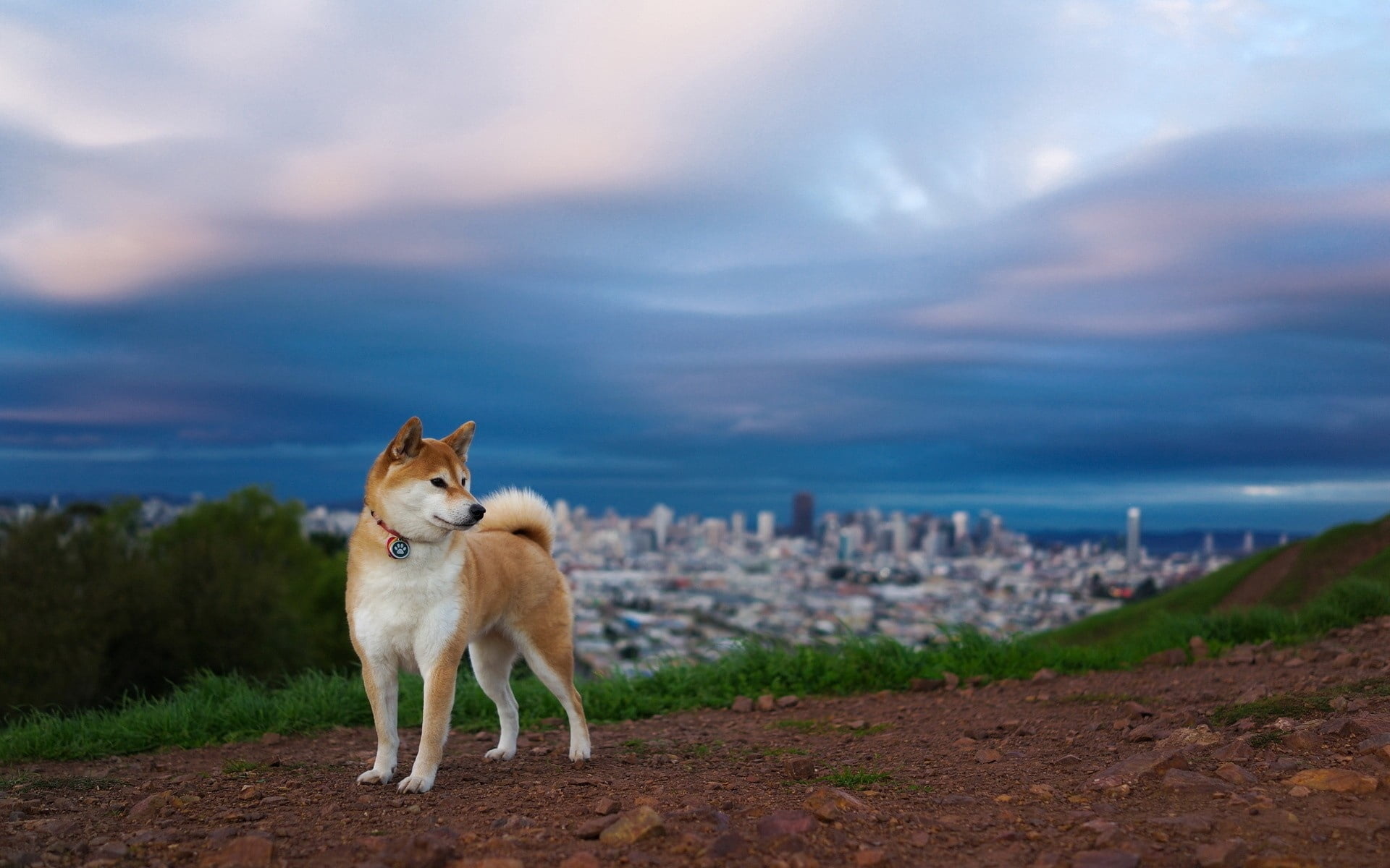 city, one animal, sea, animal themes, white, no people, cloud - sky, landscape, sky, beach, canine, scenics, architecture, animal, brown, young Animal, HD Wallpaper