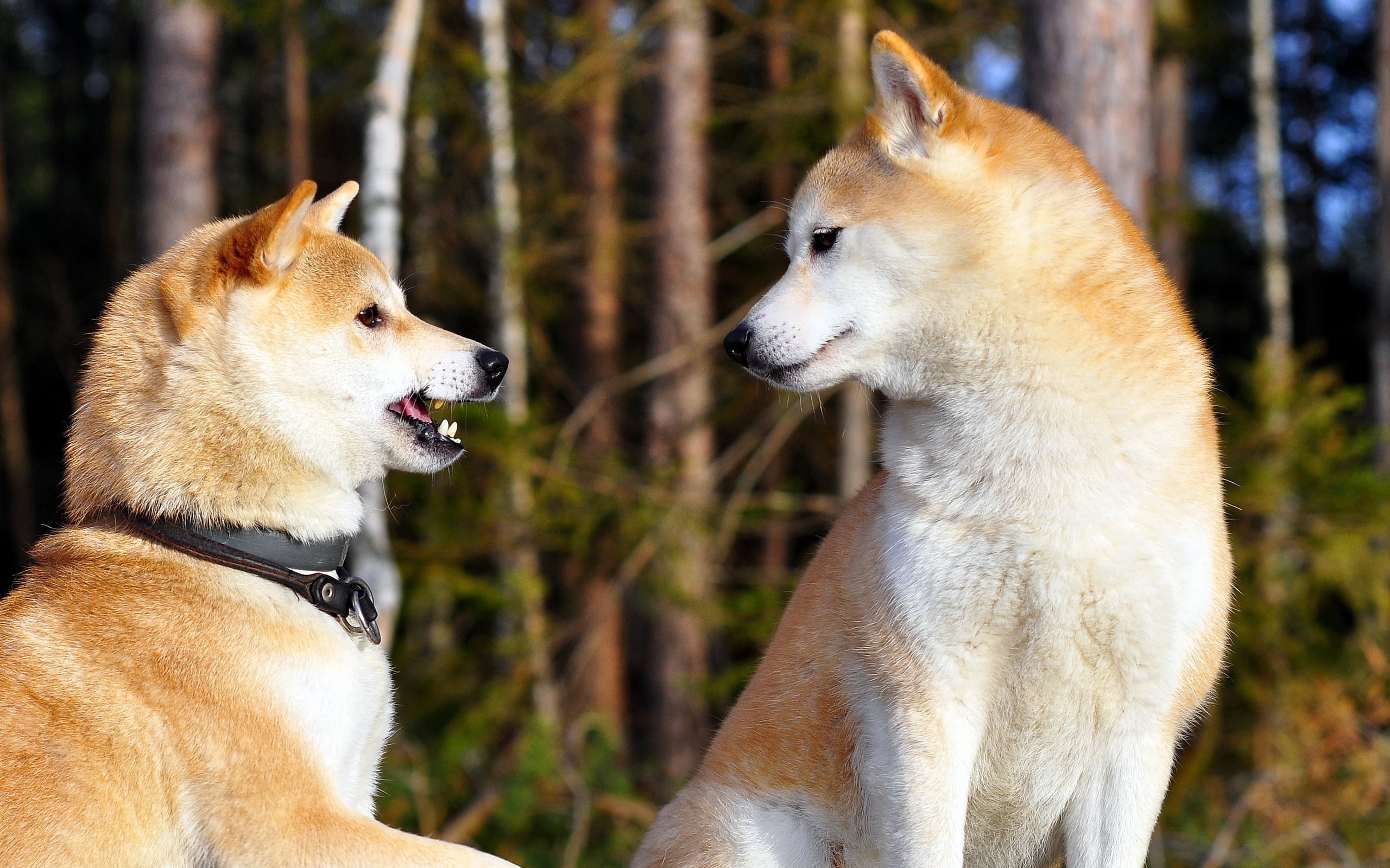 young Animal, adult, beauty In Nature, animal, akita inu, female Animal, portrait, wildlife, couple, animal head, outdoors, nature, animal themes, 2K, HD Wallpaper