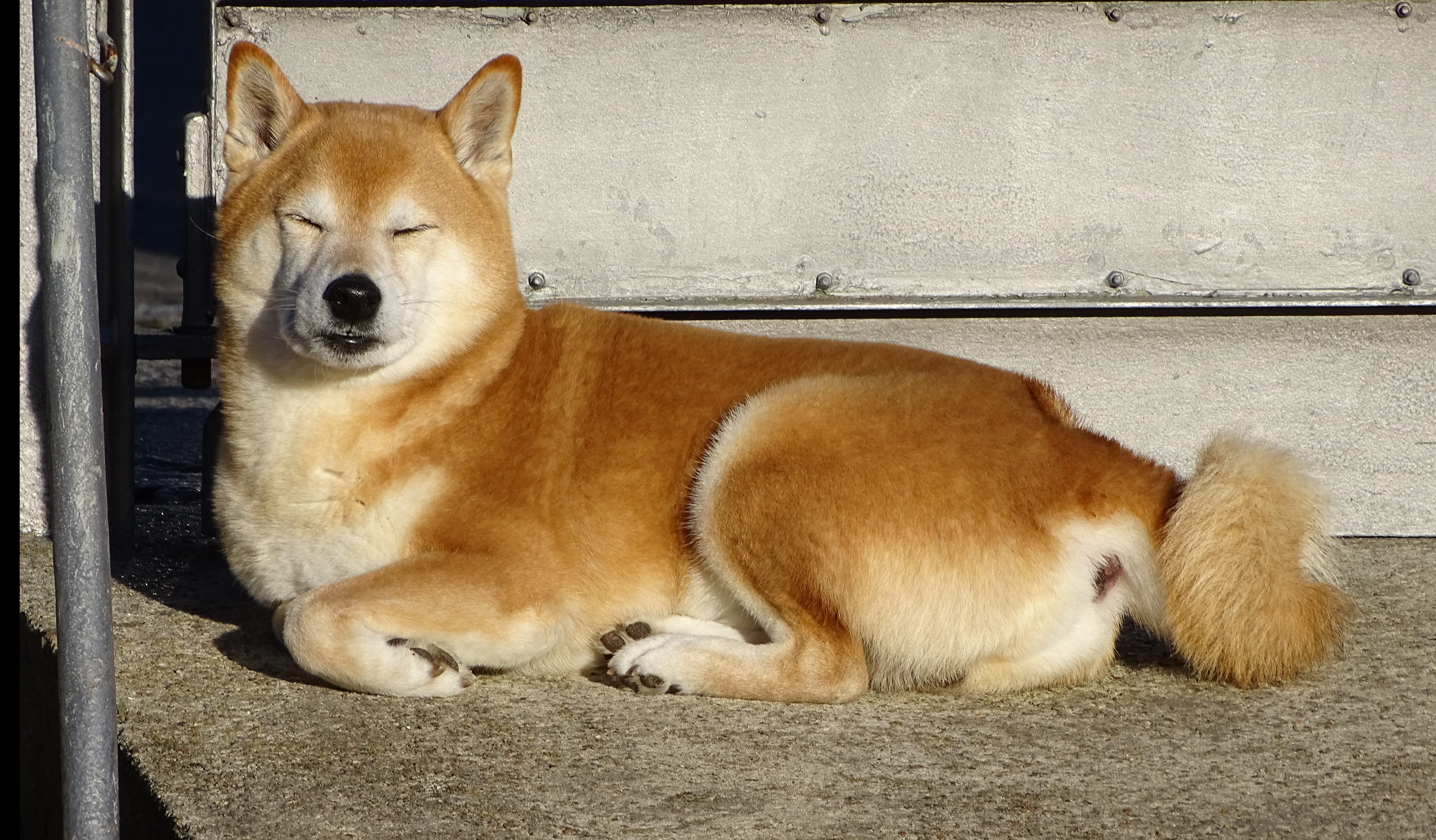 domestic animals, relax, red, shiba inu, brown, 5K, canine, mammal, shiba, ground, wall - building feature, pet, sitting, domestic, adult, inu, relaxation, HD Wallpaper