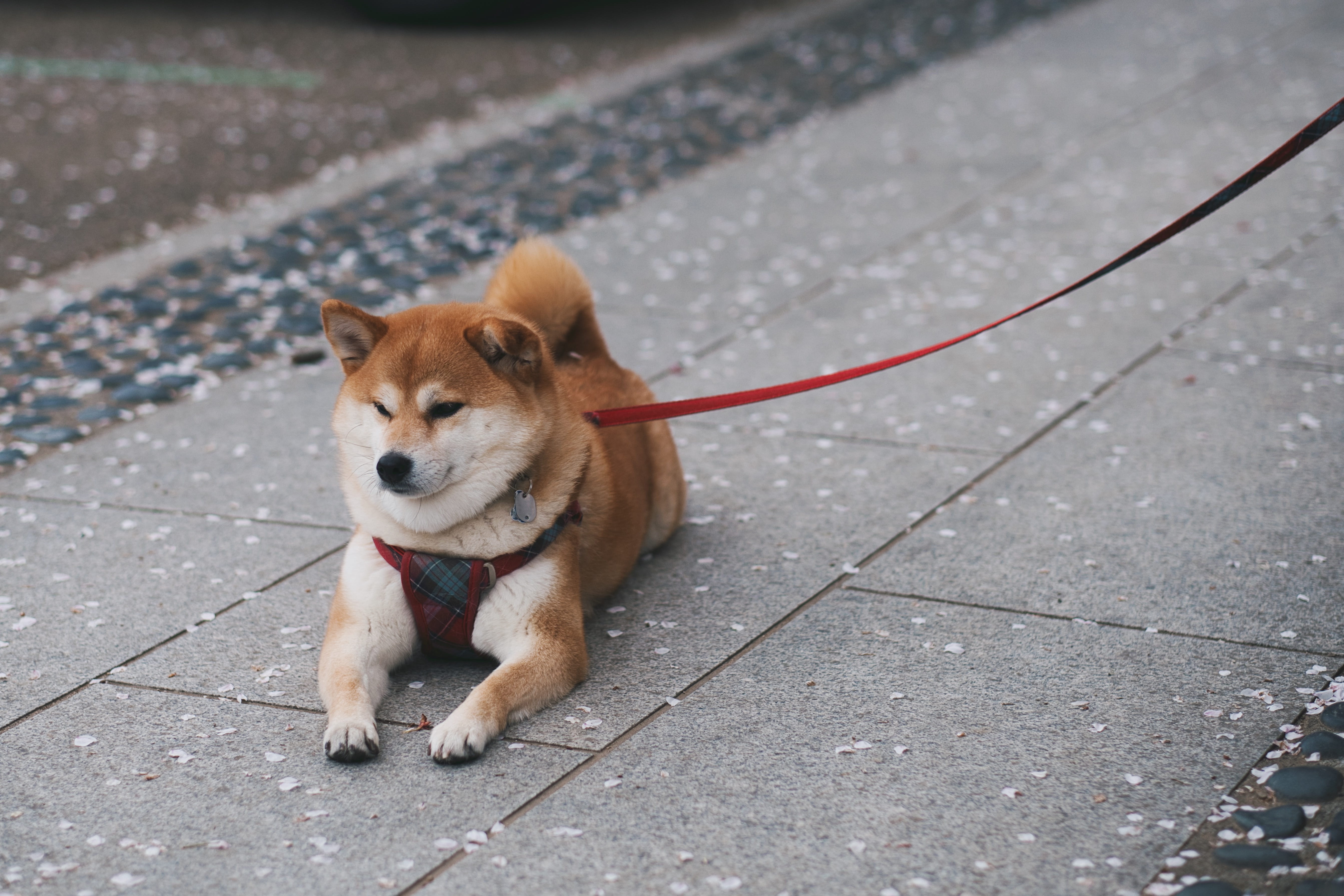 looking, outdoors, no people, pet, leash, road, pets, cute, canine, paving stone, one animal, rest, footpath, shiba inu, dog, pavement, day, street, furry, HD Wallpaper