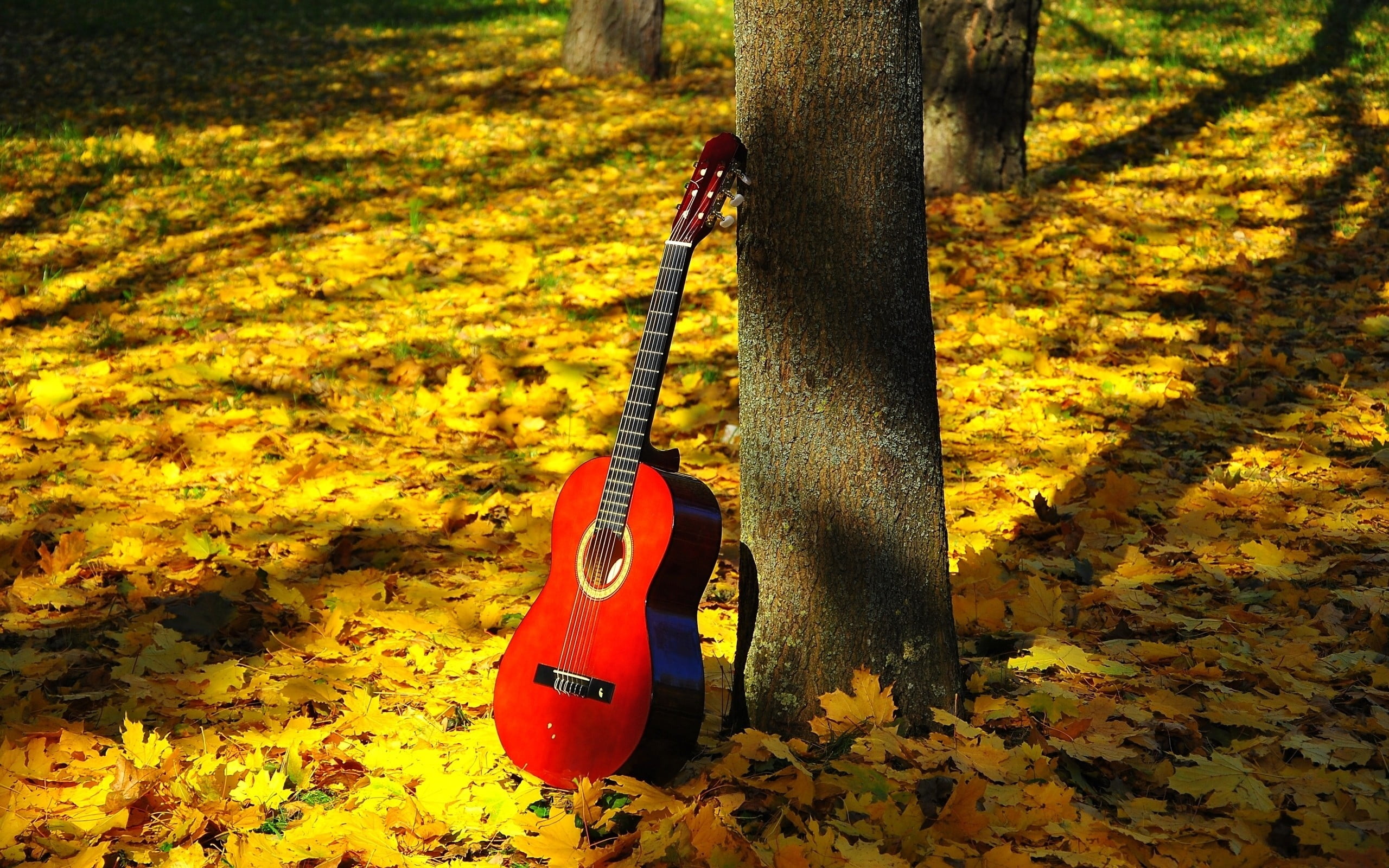 leaf, change, tree trunk, LIGHT, AUTUMN, LYRICS, no people, MOOD, plant, LEAVES, STRINGS, musical instrument, outdoors, yellow, INSPIRATION, field, SHADOW, HD Wallpaper