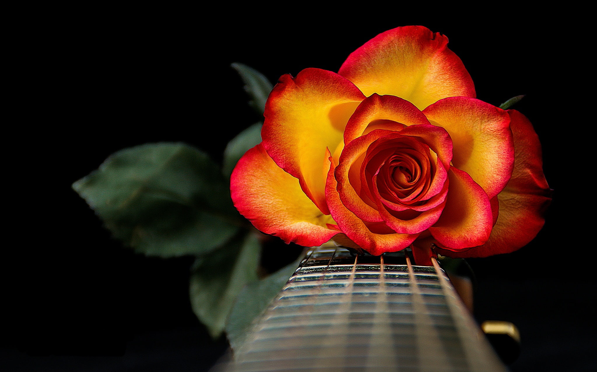 petals, guitar, 1080P, Grif, strings, rose, HD Wallpaper