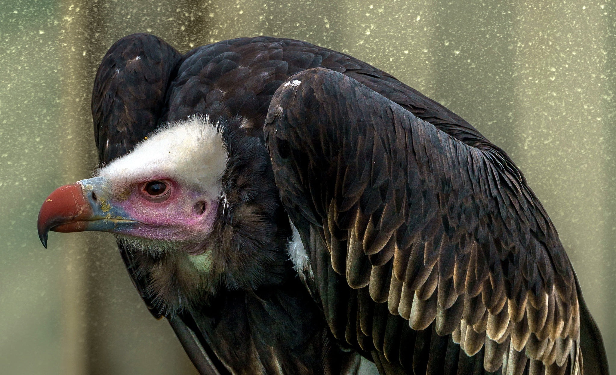 Grif, 1080P, nature, bird, HD Wallpaper