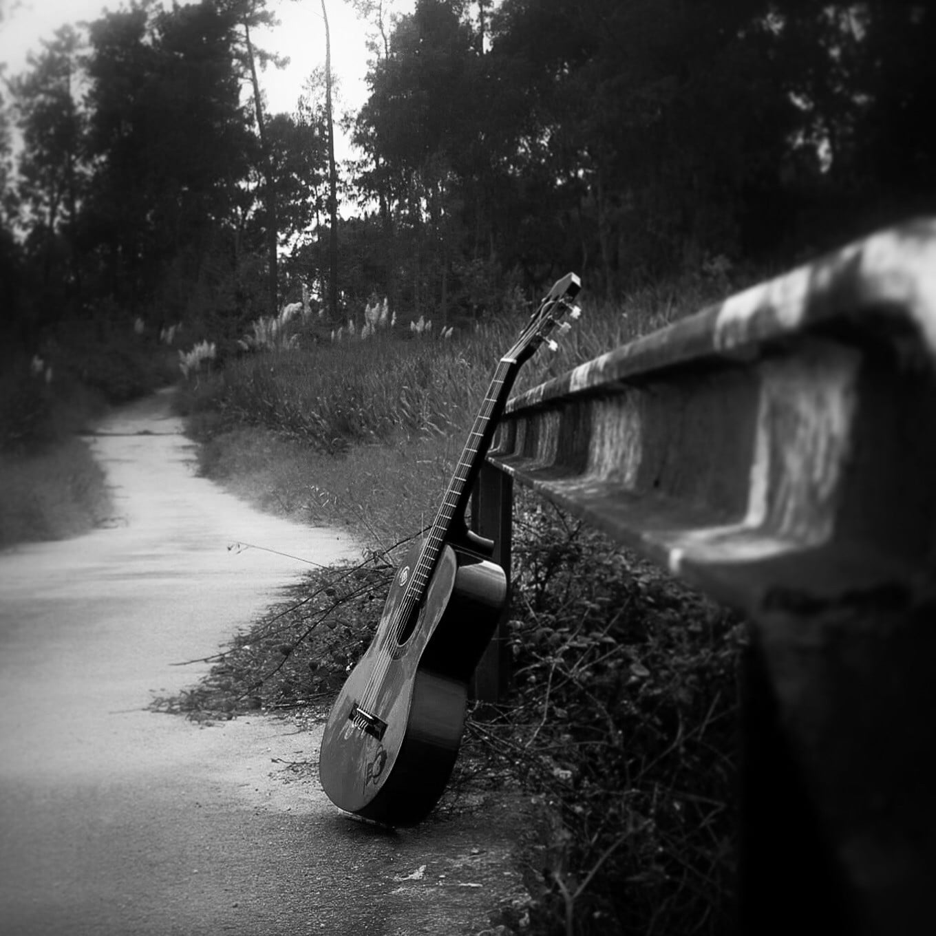 day, cutaway, empty, growth, river, park, no people, plant, string instrument, photo, monochrome, tranquil scene, tree, nature, tranquility, land, grayscale, Phone HD Wallpaper