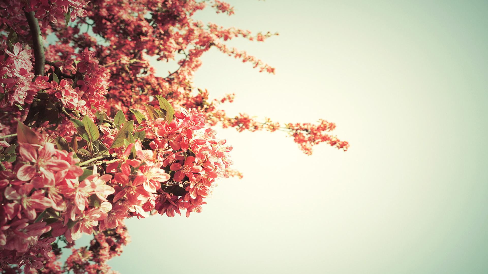 card, color, plant, blossom, backgrounds, spring, flowering plant, ornate, frame, low angle view, yellow, tree, silhouette, decorative, art, HD Wallpaper
