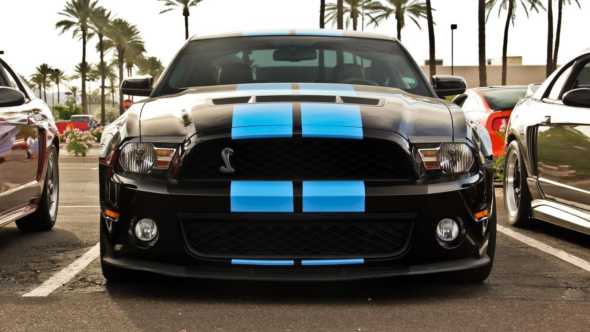 1080P, Ford Shelby GT500, day, travel, sky, vintage car, car, city, retro styled, wealth, transportation, tree, motor vehicle, luxury, land vehicle, mode of transportation, HD Wallpaper