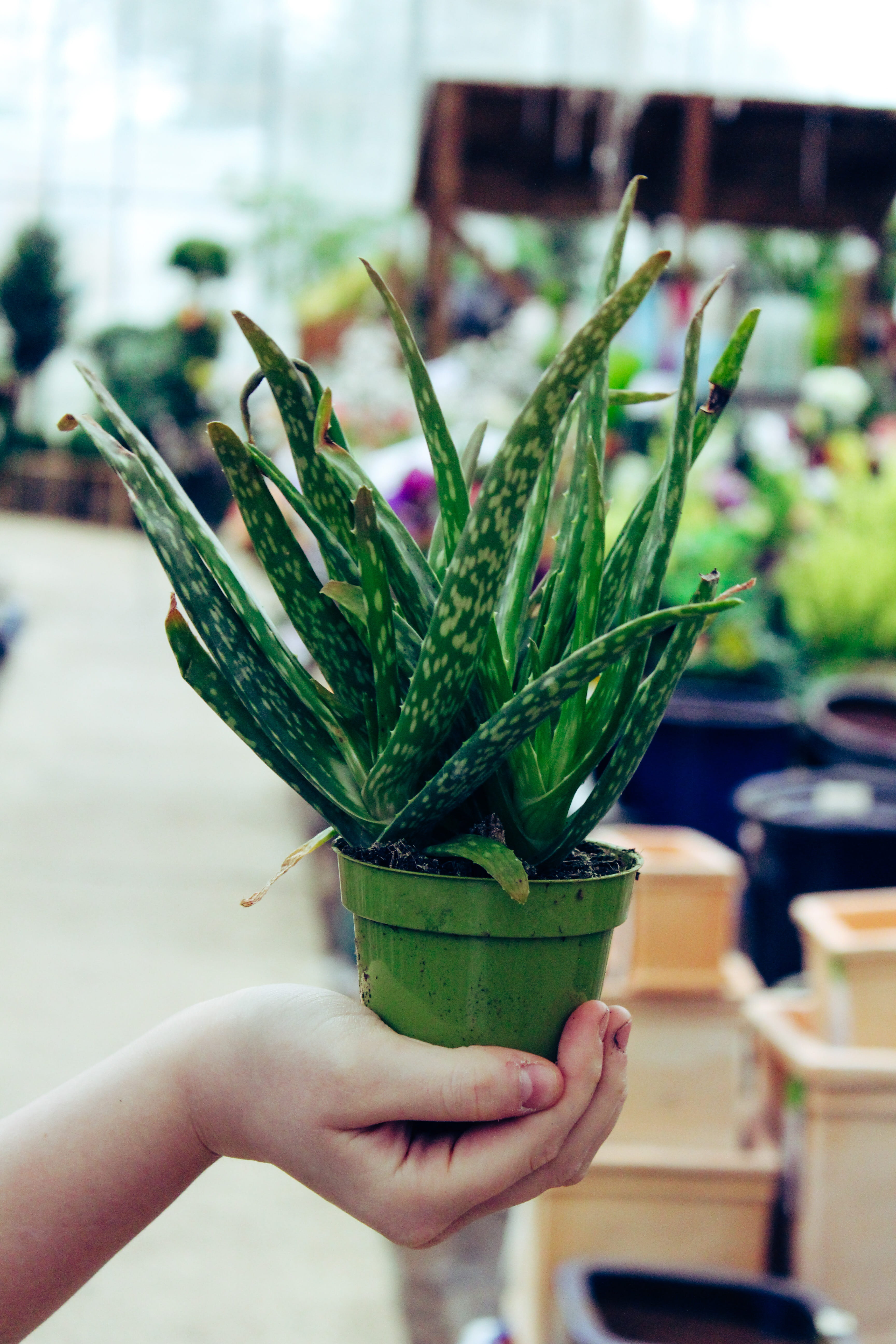 holding, 5K, cactus, food and drink, human hand, animal, outdoors, aloe, flower, fruit, focus on foreground, close-up, blossom, pot, human body part, one person, Phone HD Wallpaper