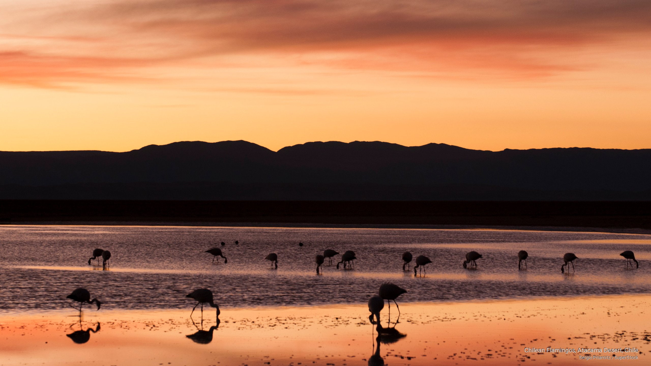 atacama, desert, South America, chilean, 2K, chile, flamingos, HD Wallpaper
