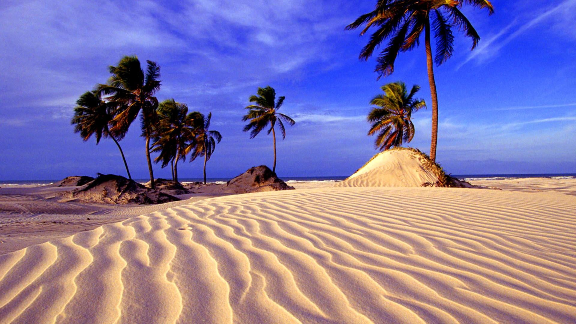 idyllic, outdoors, non-urban scene, arid climate, tropical climate, plant, beach, coconut palm tree, scenics - nature, 1080P, resorts, beauty in nature, HD Wallpaper