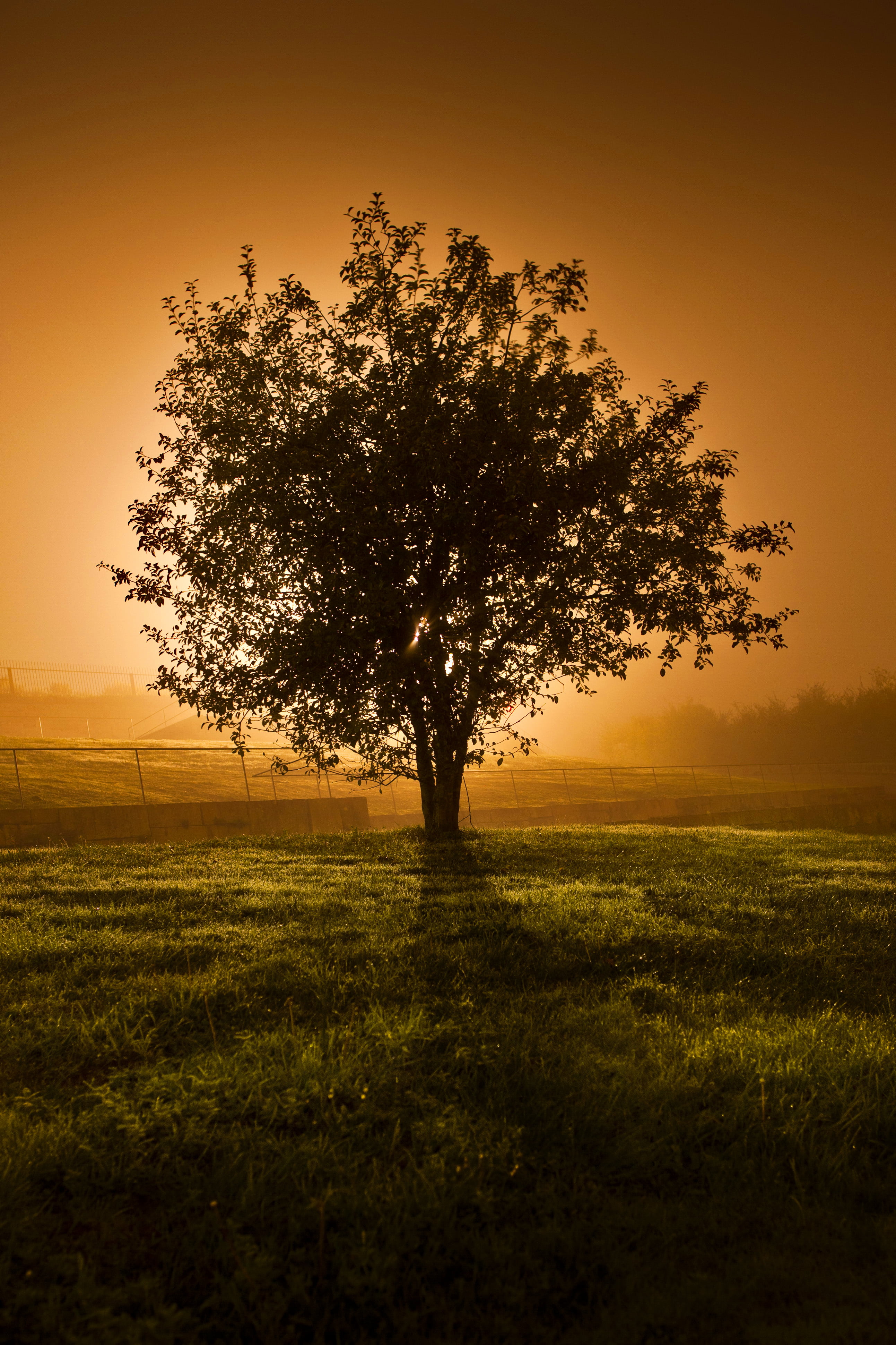 field, portrait, sunset  tree, wide  angle, distribute, fantastic, rural Scene, near, actions, lone, meadow, nature, non  commercial, nice, remix, non-commercial, Phone HD Wallpaper