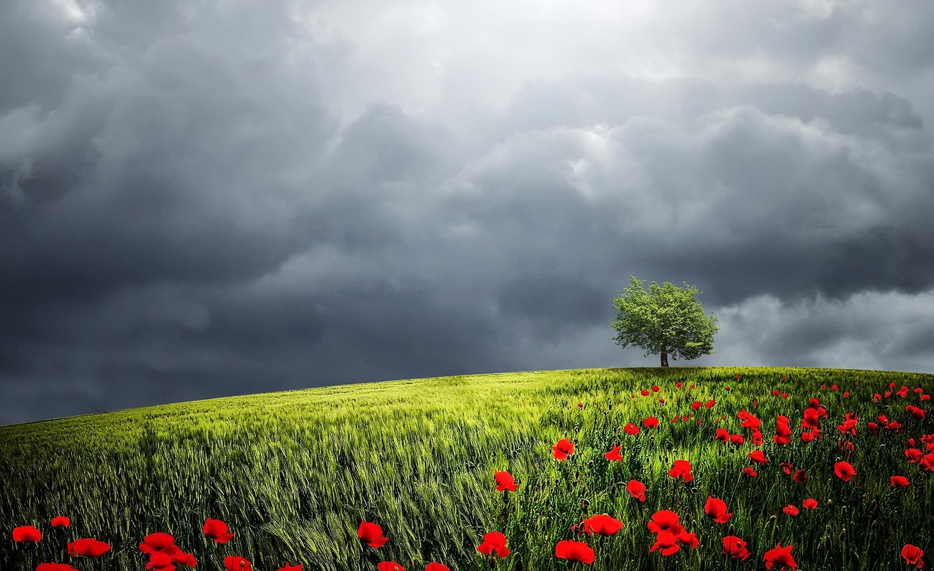Creative, springtime, Amazing, land, outdoors, nature, flowers, Aero, agriculture, onesingletree, red, Relaxation, cloud - sky, landscape, beauty in nature, HD Wallpaper