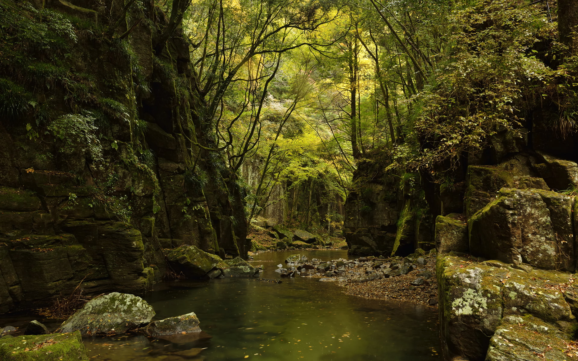 rocks, trees, 1080P, forest, green, hd, jungle, stream, nature, stones, HD Wallpaper