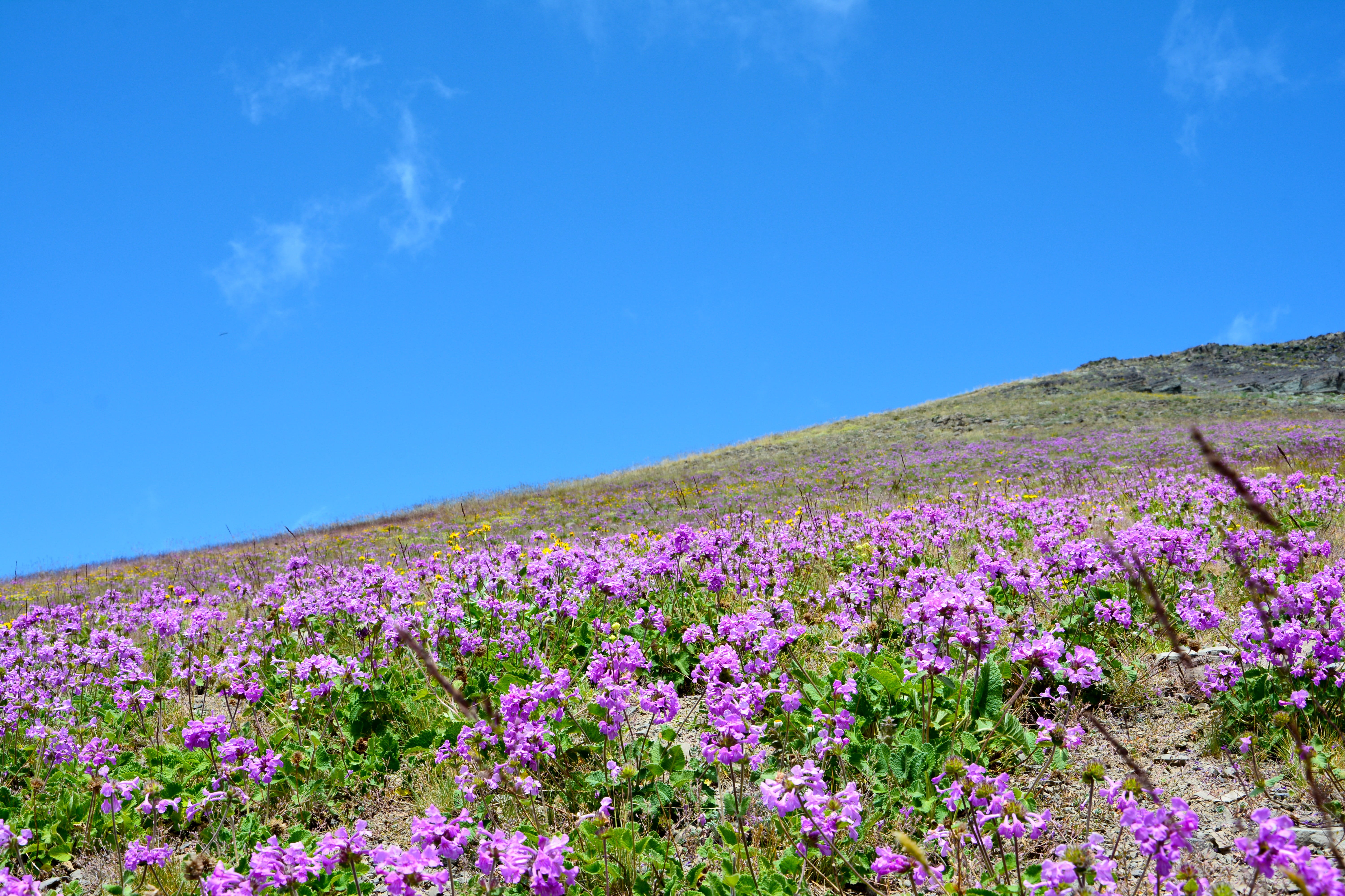 purple, flowering plant, no people, cloud, landscape, holiday, high, scenics - nature, lake, flower head, photography, rize, tranquil scene, land, plant, HD Wallpaper