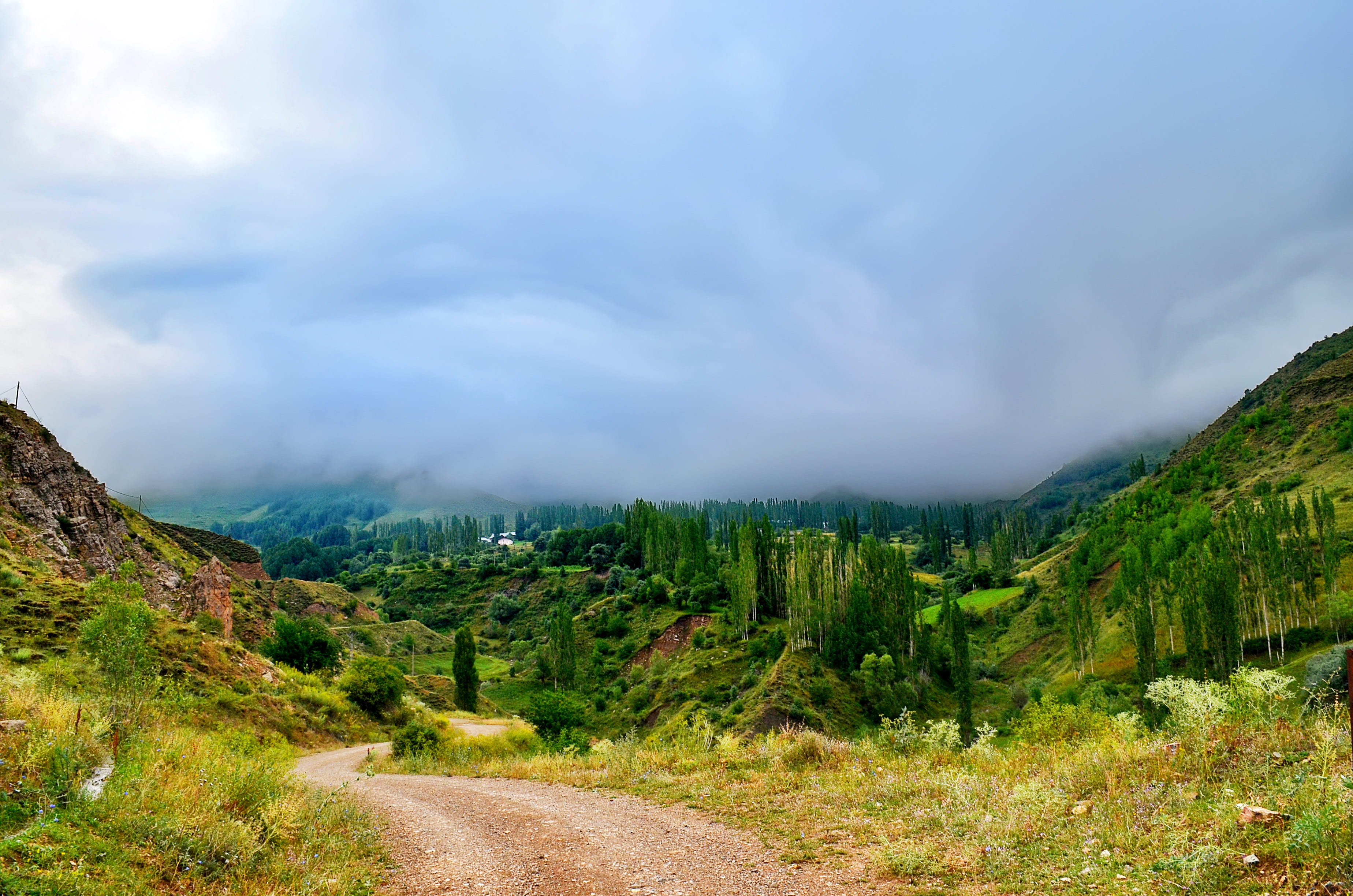background, highland, natural turkey, mountain, peace, direction, flowers, rocks, tree, non-urban scene, kaçkars, natur, landscape, land, landscapes nature, HD Wallpaper