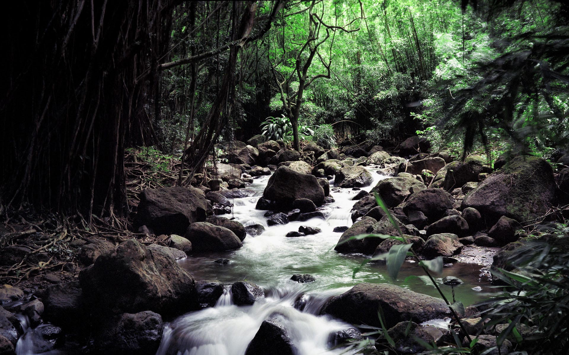 stream, rock, hd, jungle, forest, 1080P, stone, nature, HD Wallpaper