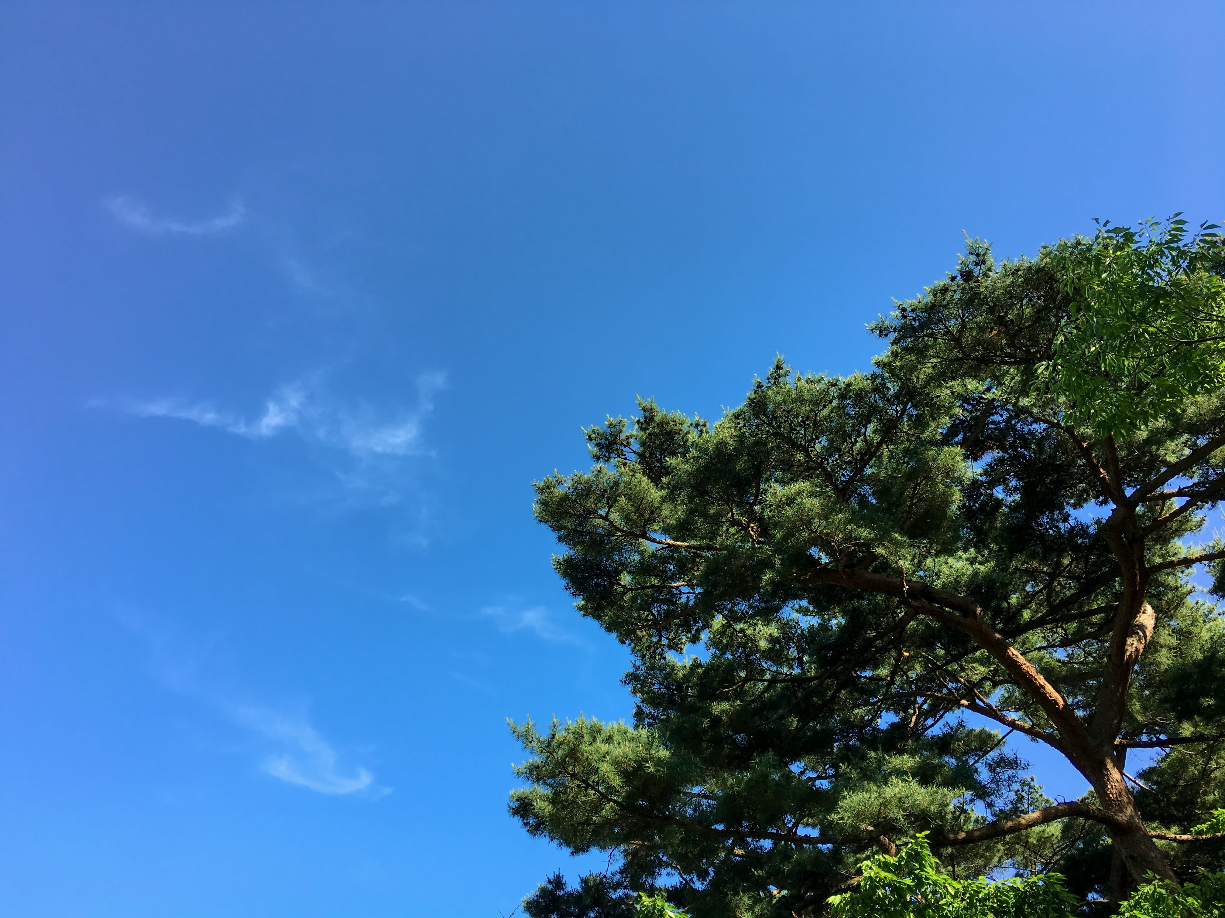 plant, mountain, treetop, green color, Beautiful, water, spring, high, green, background, Sky, Pine, landmark, stone, exotic, beauty in nature, low angle view, HD Wallpaper