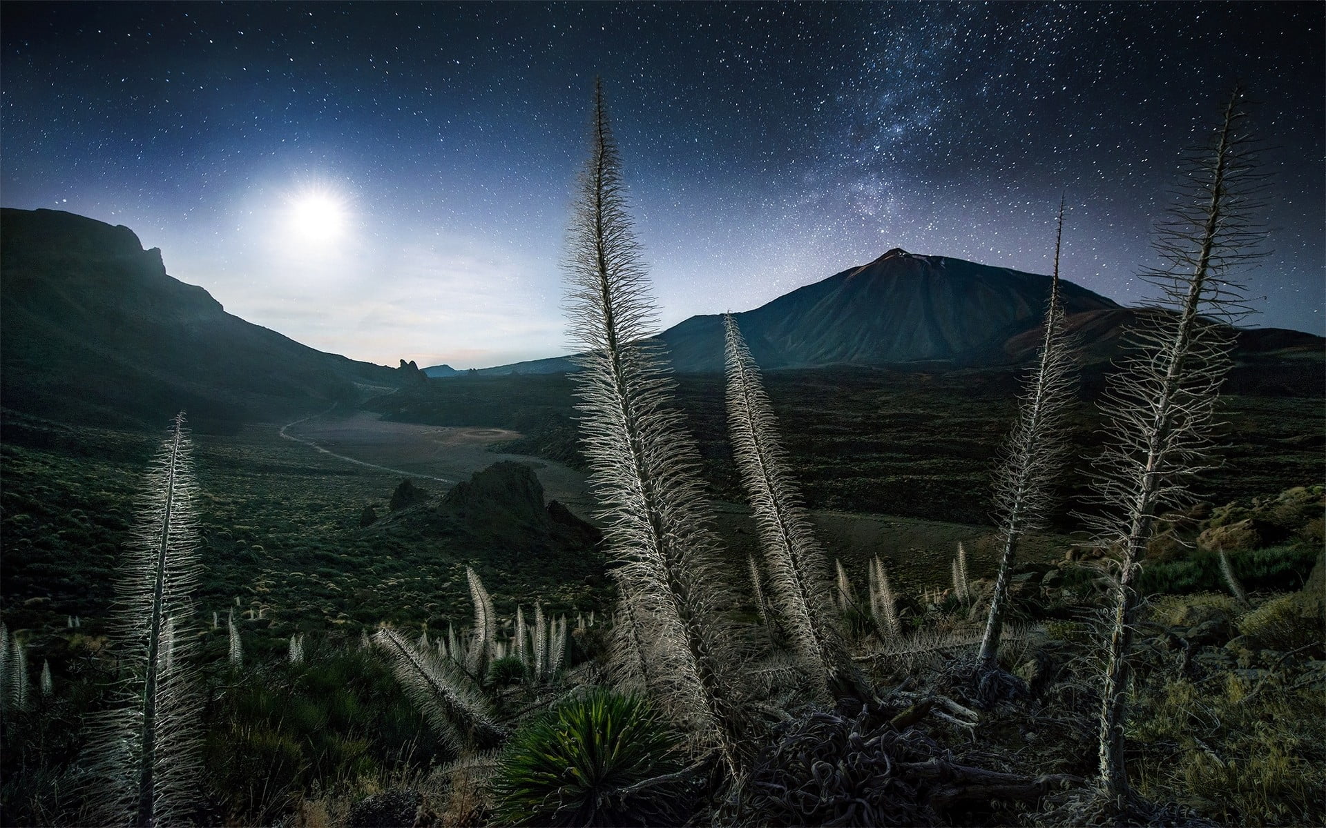 plant, tree, Milky Way, mountains, tranquil scene, land, landscape, non-urban scene, field, astronomy, sky, outdoors, Max Rive, night, environment, star - space, HD Wallpaper