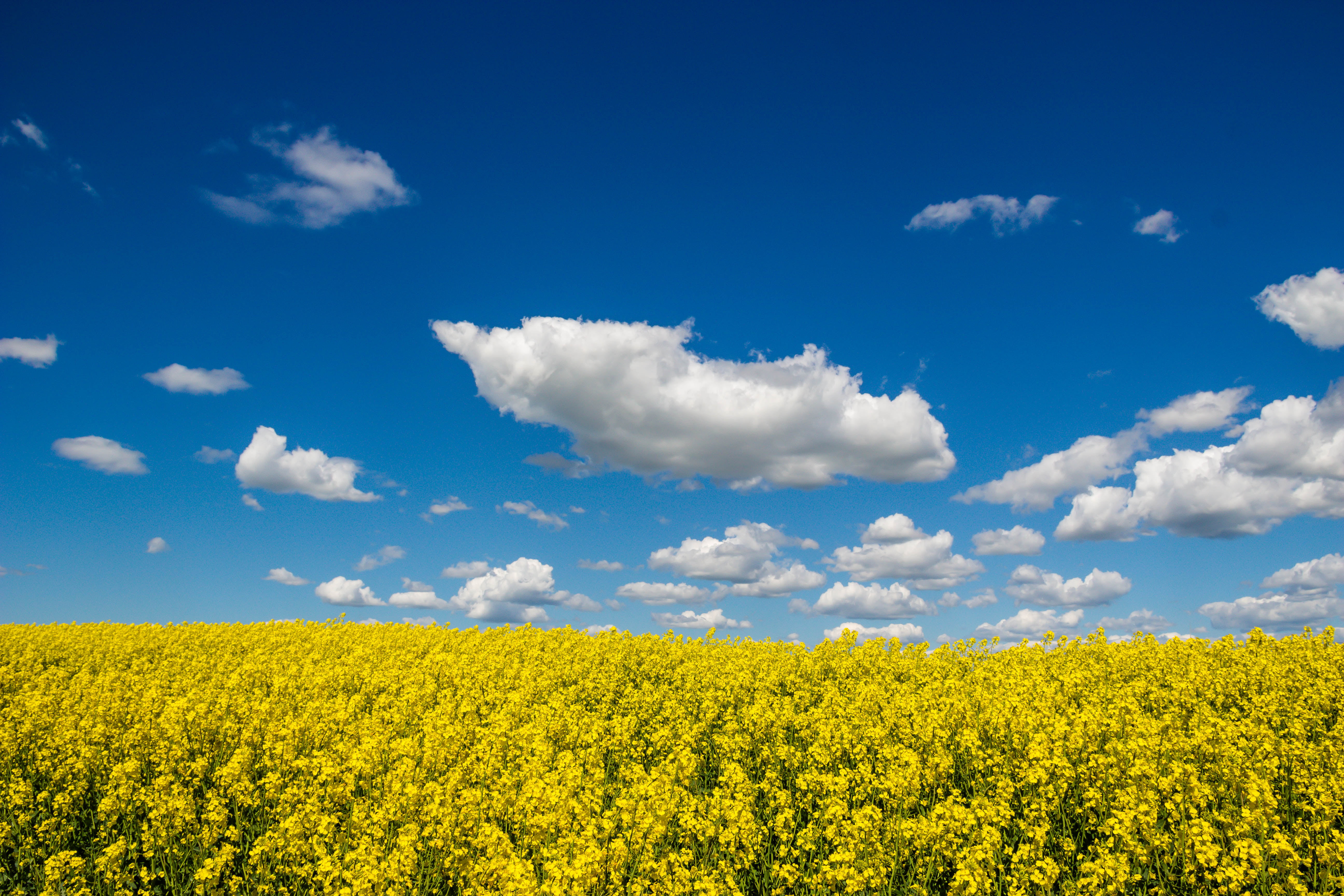 field, Sky, fields, springtime, Himmel, cloud - Sky, canola, photograph, moln, Cloud, summer, flower, Landskap, outdoors, 5K, blue, Landscape, Countryside, HD Wallpaper