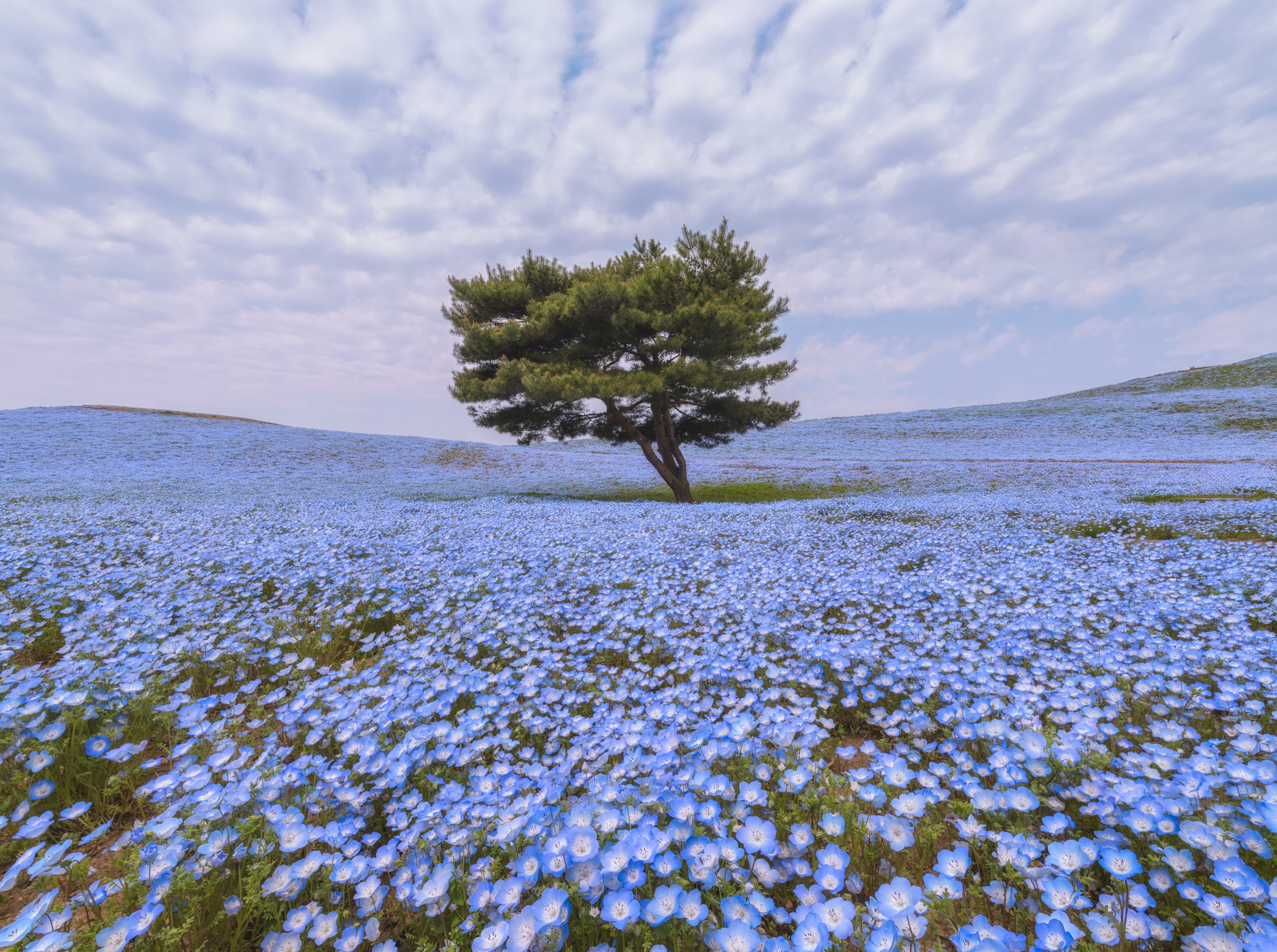 ibarakiken, green, field, Park, outdoors, 5K, hitachiseasidepark, Seaside, Japan, beauty in nature, ibaraki, Flowers, growth, Seasons, nature, flower, HD Wallpaper