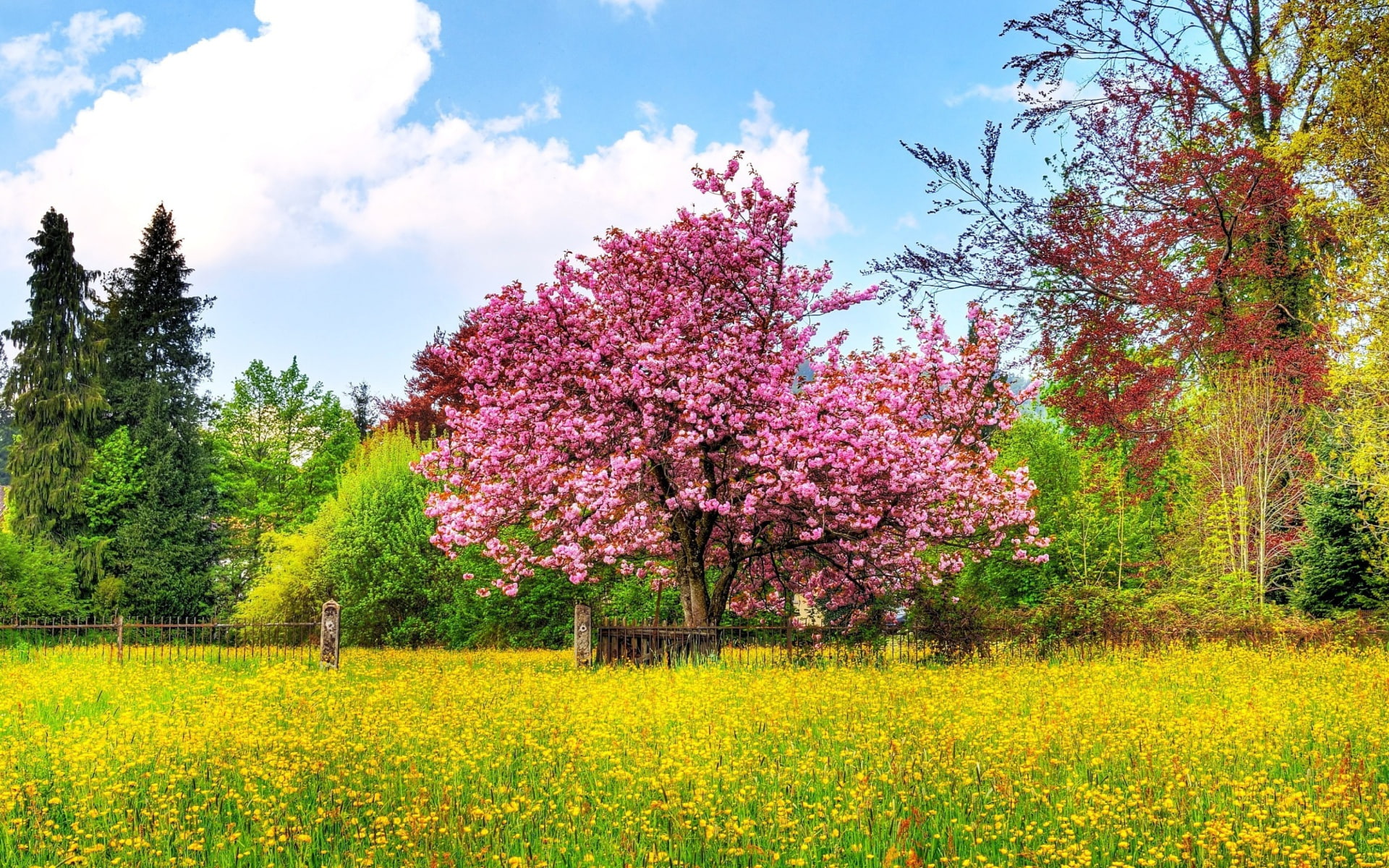 cherry tree, 1080P, tree, flowers, spring, nature, sky, flowering, season, blooming, cherry, field, HD Wallpaper