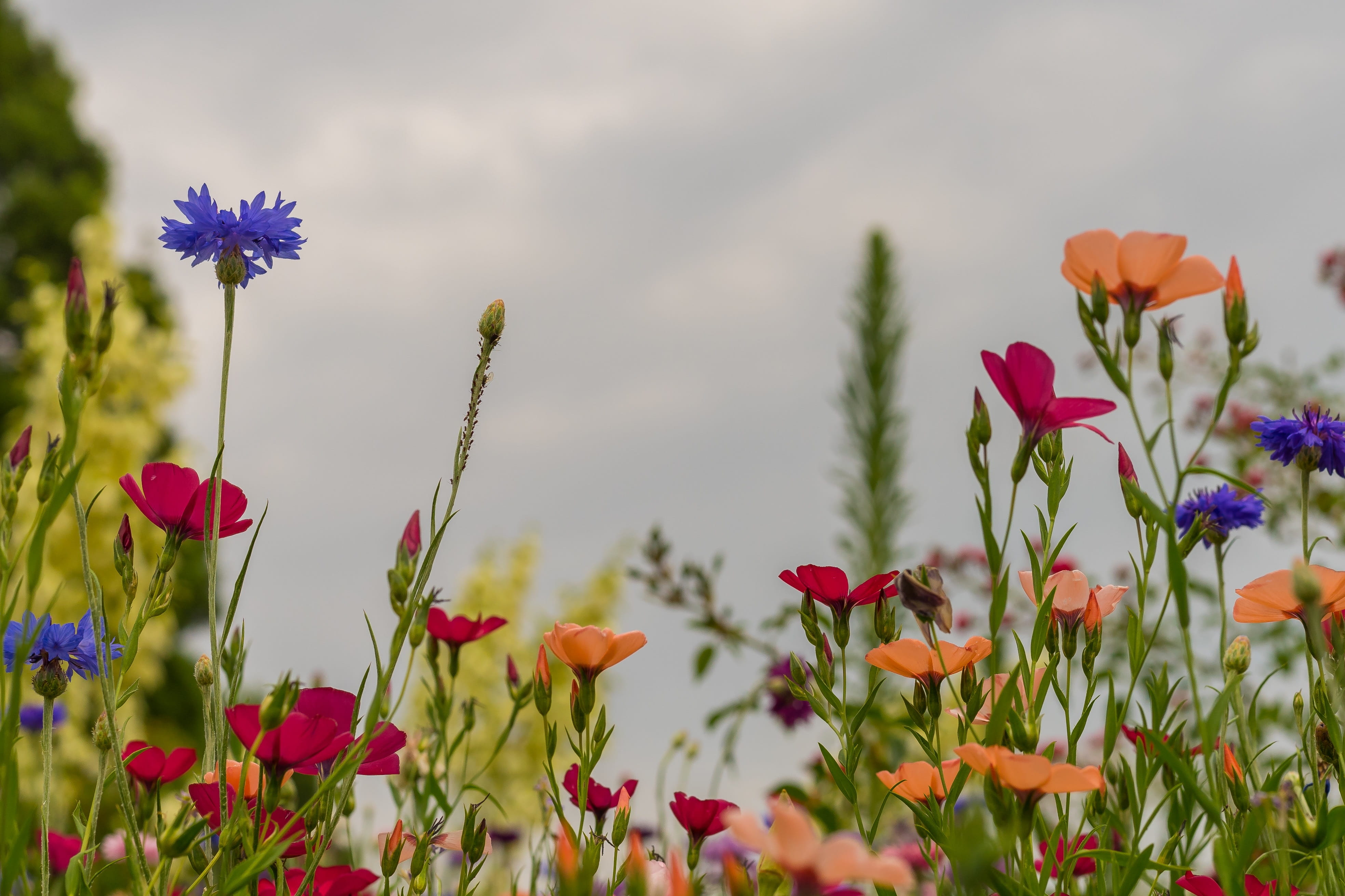 beauty In Nature, wildflower, Meadow, flower Head, color, grass, vulnerability, plants, close-up, flower meadow, 4K, selective focus, green Color, blue, HD Wallpaper