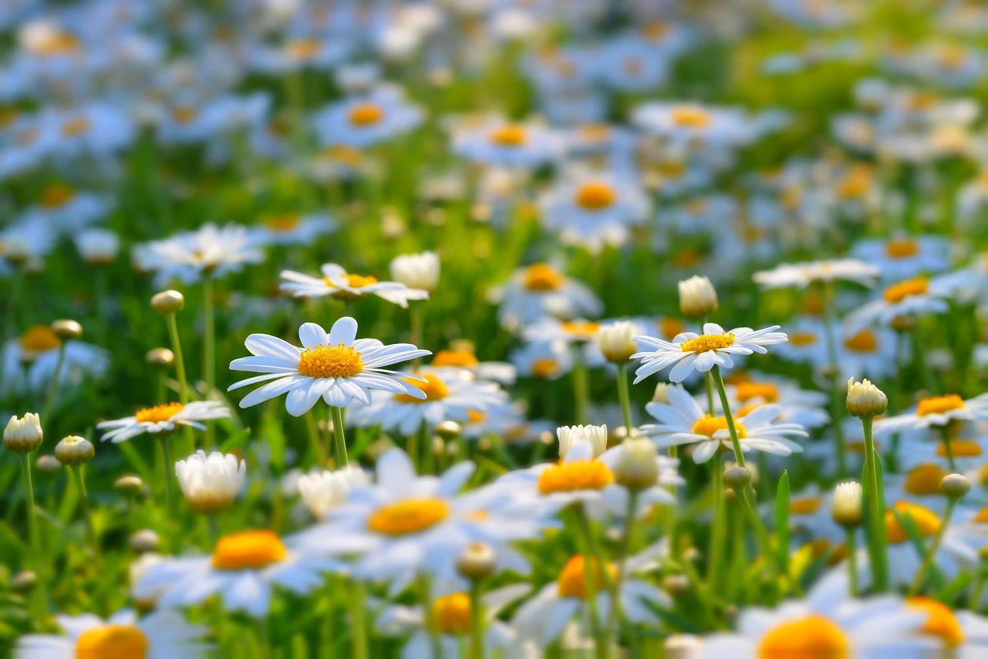daisies, Nature, summer, meadow, flowers, field, 1080P, daisy, HD Wallpaper
