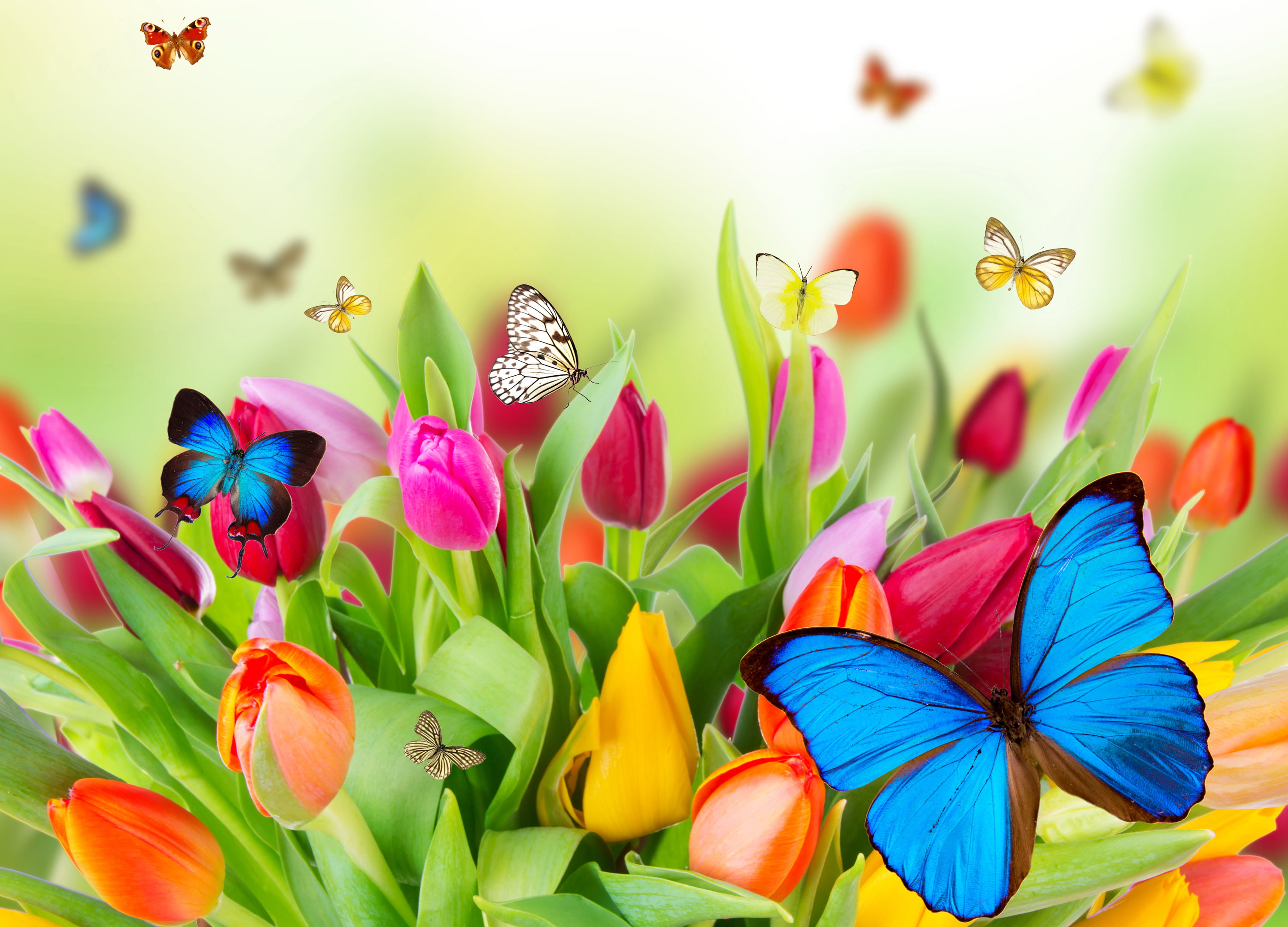 nature, illustration, butterfly, petal, flowering plant, colors, bouquet, assorted, variation, flower, botany, collage, macro, meadow, easter, season, flowers, HD Wallpaper
