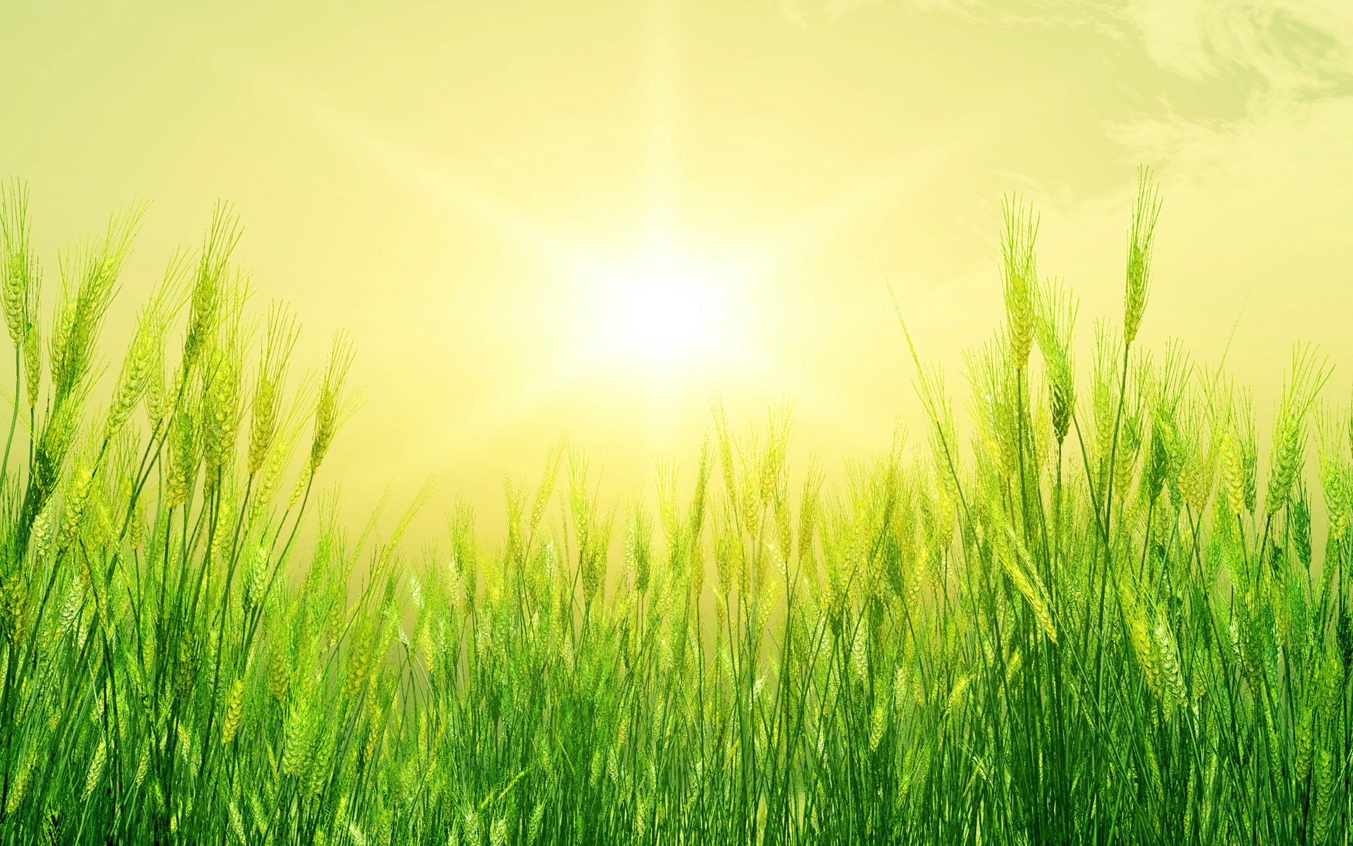 wheat, summer, zilina, 2420x3226, 1080P, slovakia, nature, grass, field, green, HD Wallpaper