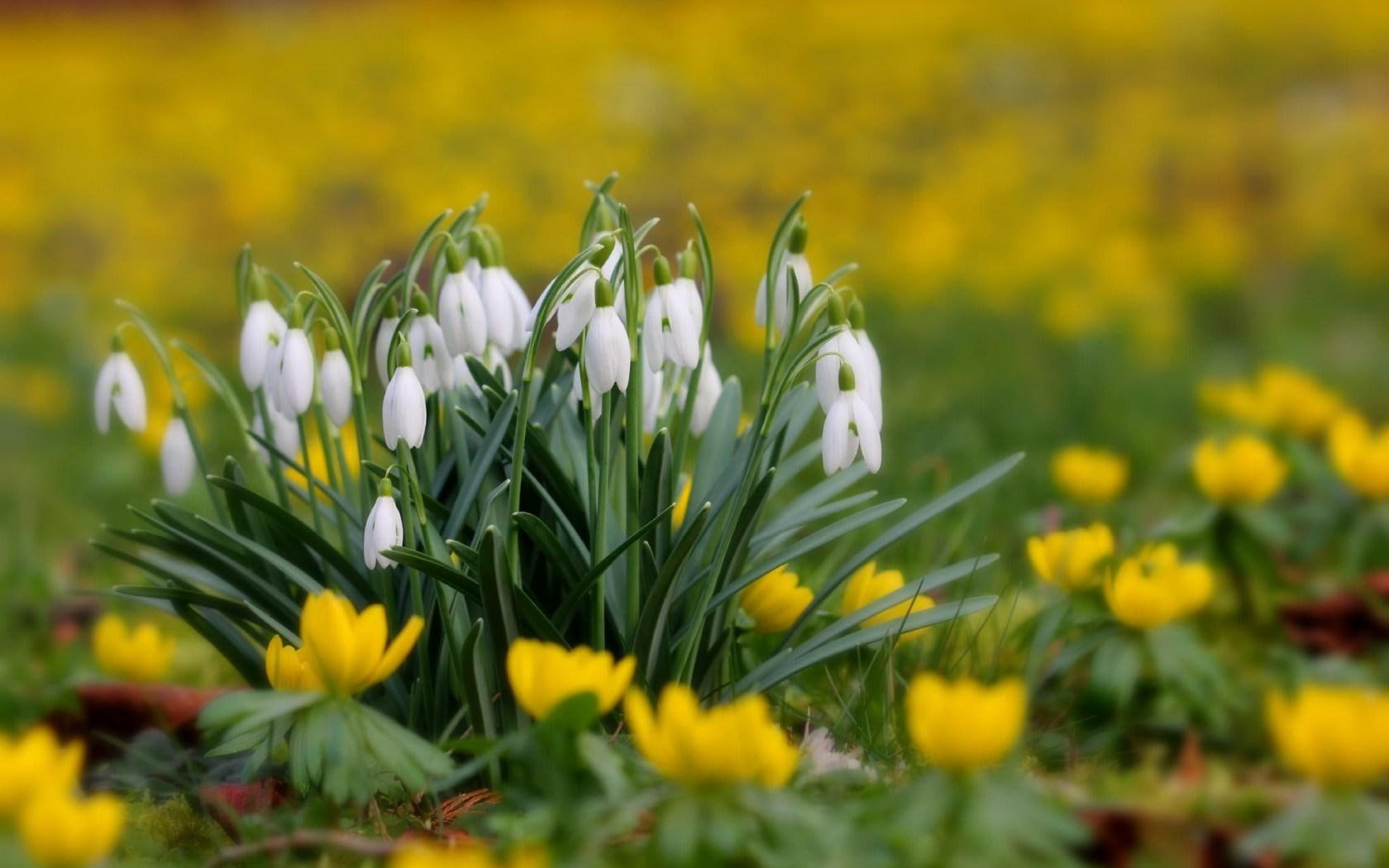 spring, flowers, yellow, crocuses, 720P, snowdrops, HD Wallpaper