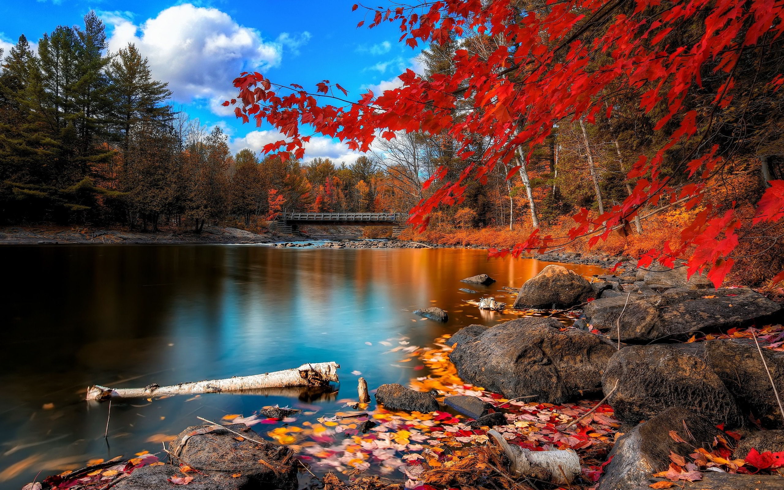 blue, clouds, red, trees, forest, lake, leaves, nature, reflection, landscape, sky, blue sky, 2K, red leaves, HD Wallpaper