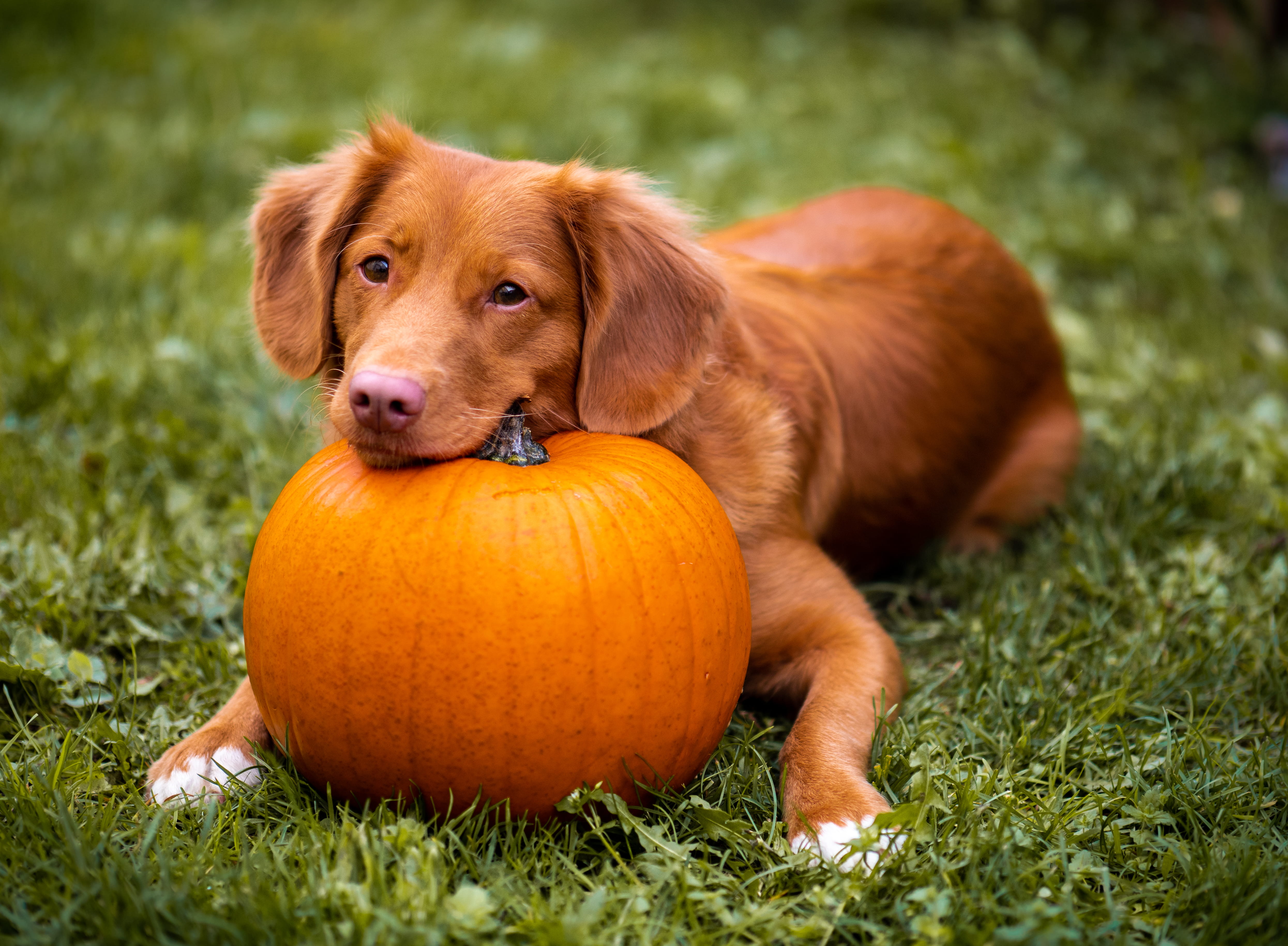 purebred Dog, cute, brown, portrait, puppy, looking, pet, pup, autumn, mammal, 4K, fun, pumpkin patch, green, orange, nature, domestic Animals, seasonal, HD Wallpaper