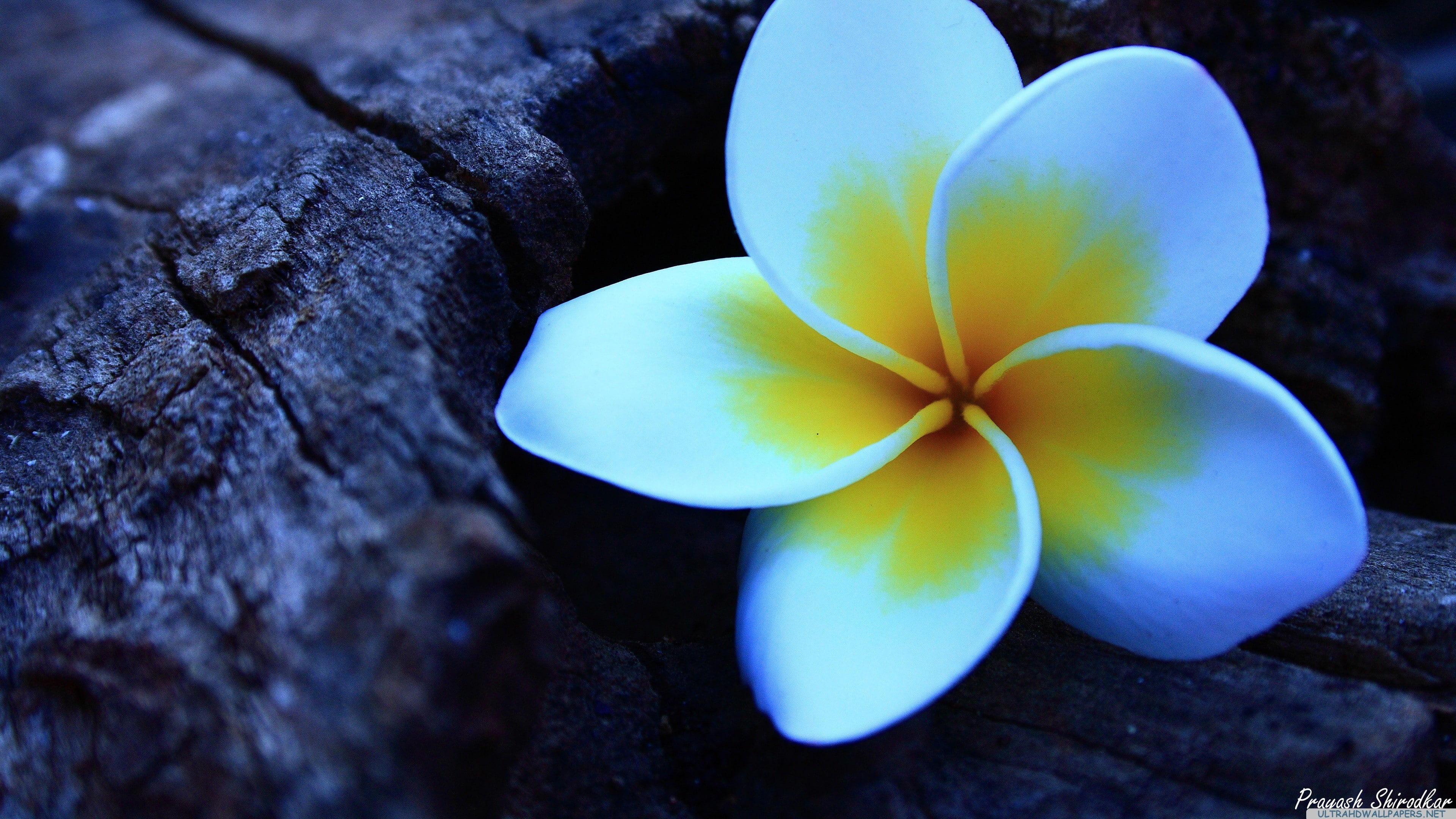 flowering plant, vulnerability, white, flowers, growth, close-up, yellow, fragility, frangipani, outdoors, no people, petal, flower, day, flower head, 4K, HD Wallpaper