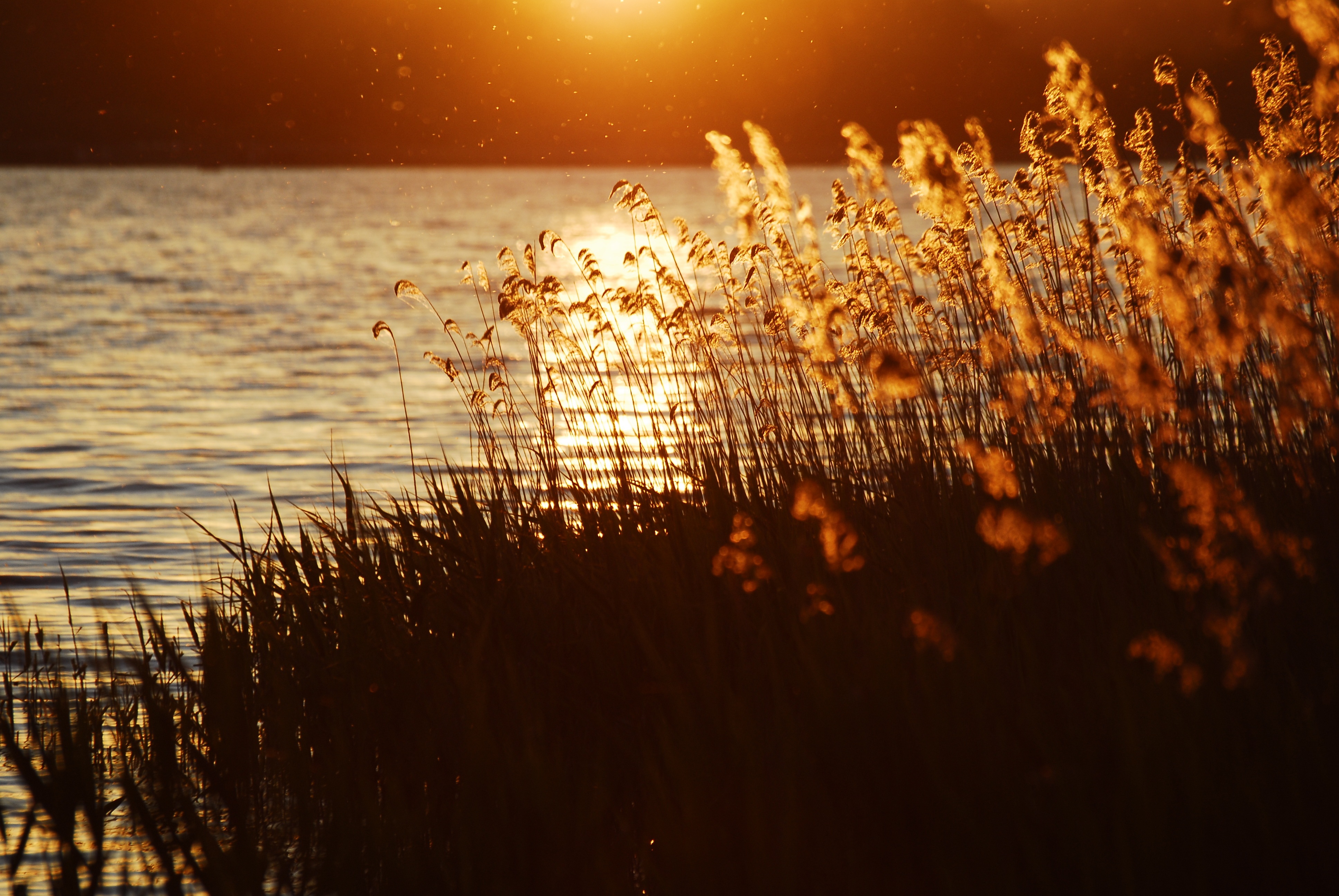 scenic, grass, holiday, evening sky, near, plant, hour, rest, flower, reflection, sun, atmospheric, 4K, sky, silhouette, sea, meditation, mood, brown, HD Wallpaper
