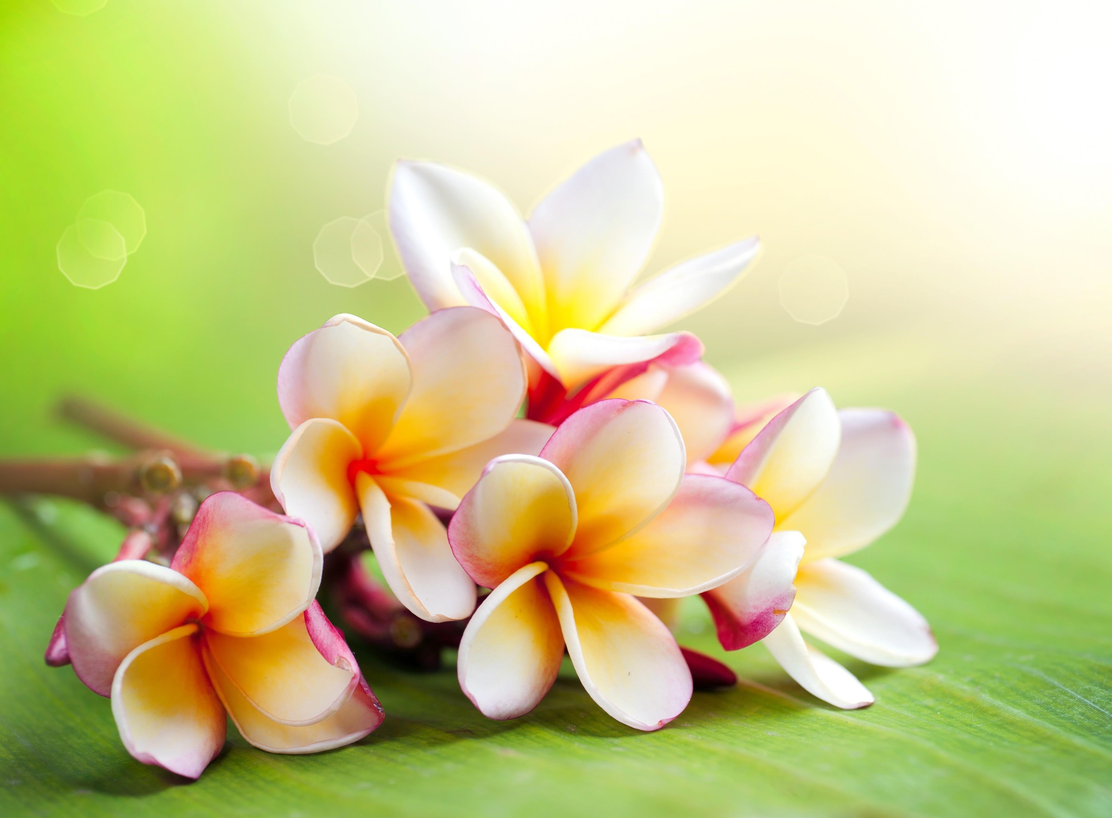flower, blossom, single Flower, tranquil Scene, zen-like, plant, inflorescence, beauty, lie, fragility, close-up, pink Color, frangipani, scented, purity, HD Wallpaper