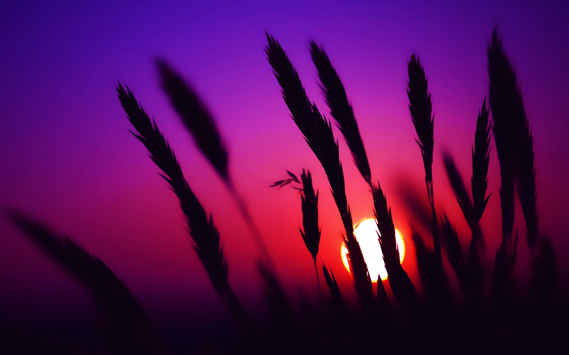 sunset, no people, spikelets, silhouette, growth, romantic sky, field, focus on foreground, close-up, purple, 1080P, land, flowering plant, flower, sky, HD Wallpaper