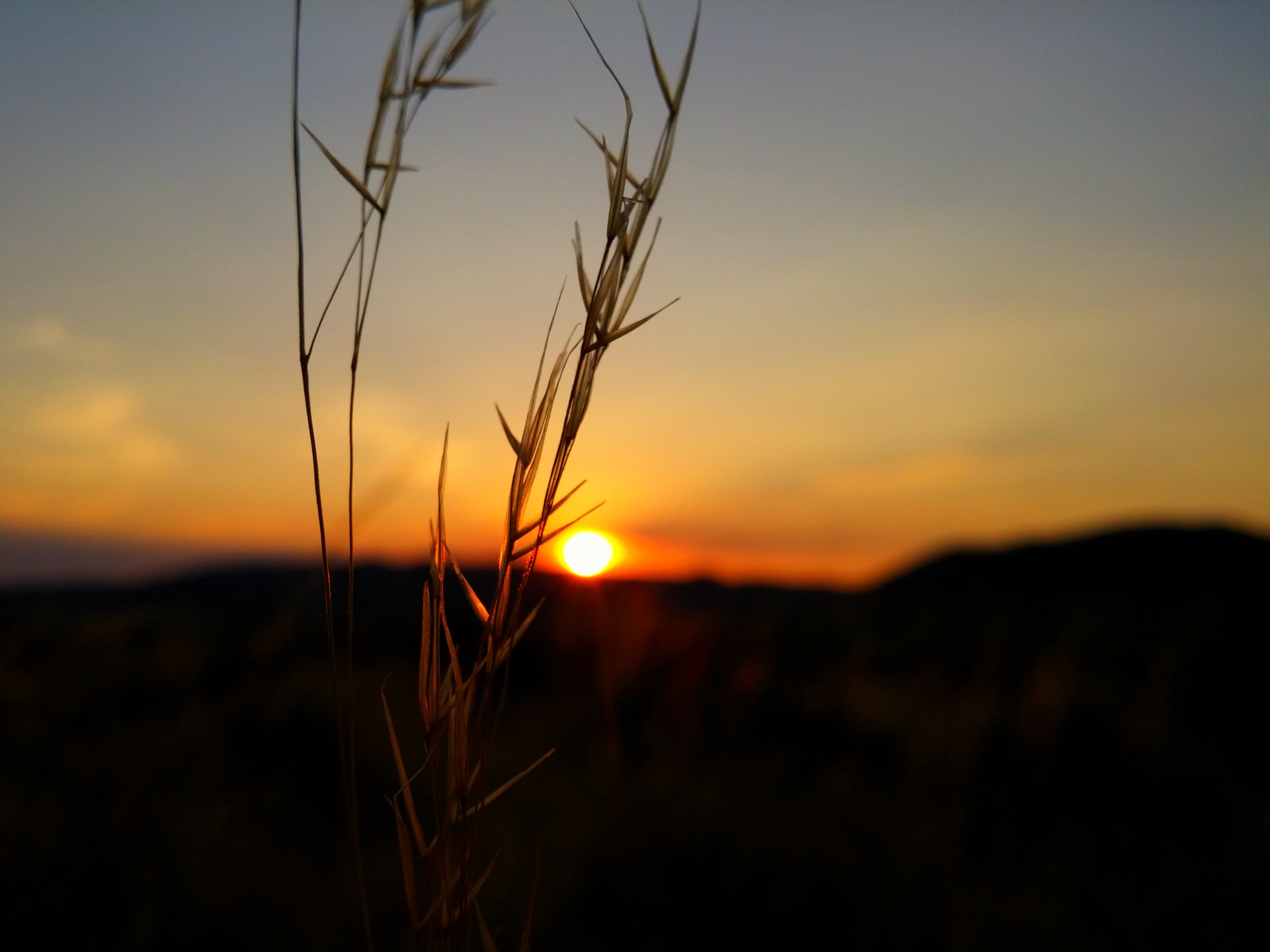 silhouette, nature, sunset, bokeh, 4K, HD Wallpaper