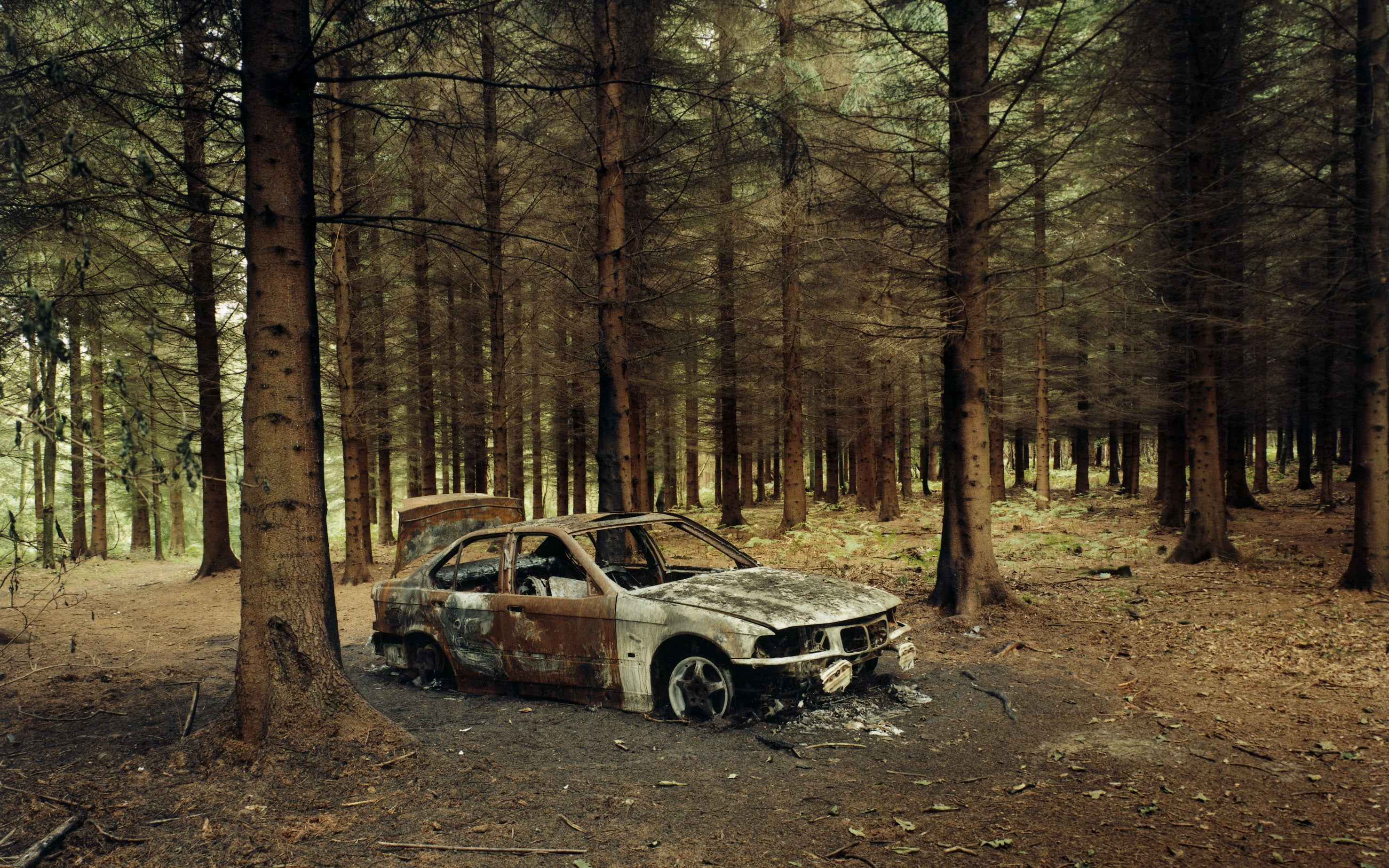 woodland, motor vehicle, day, vehicle, plant, growth, BMW, car, tree trunk, abandoned, land vehicle, tree, no people, forest, damaged, non-urban scene, HD Wallpaper