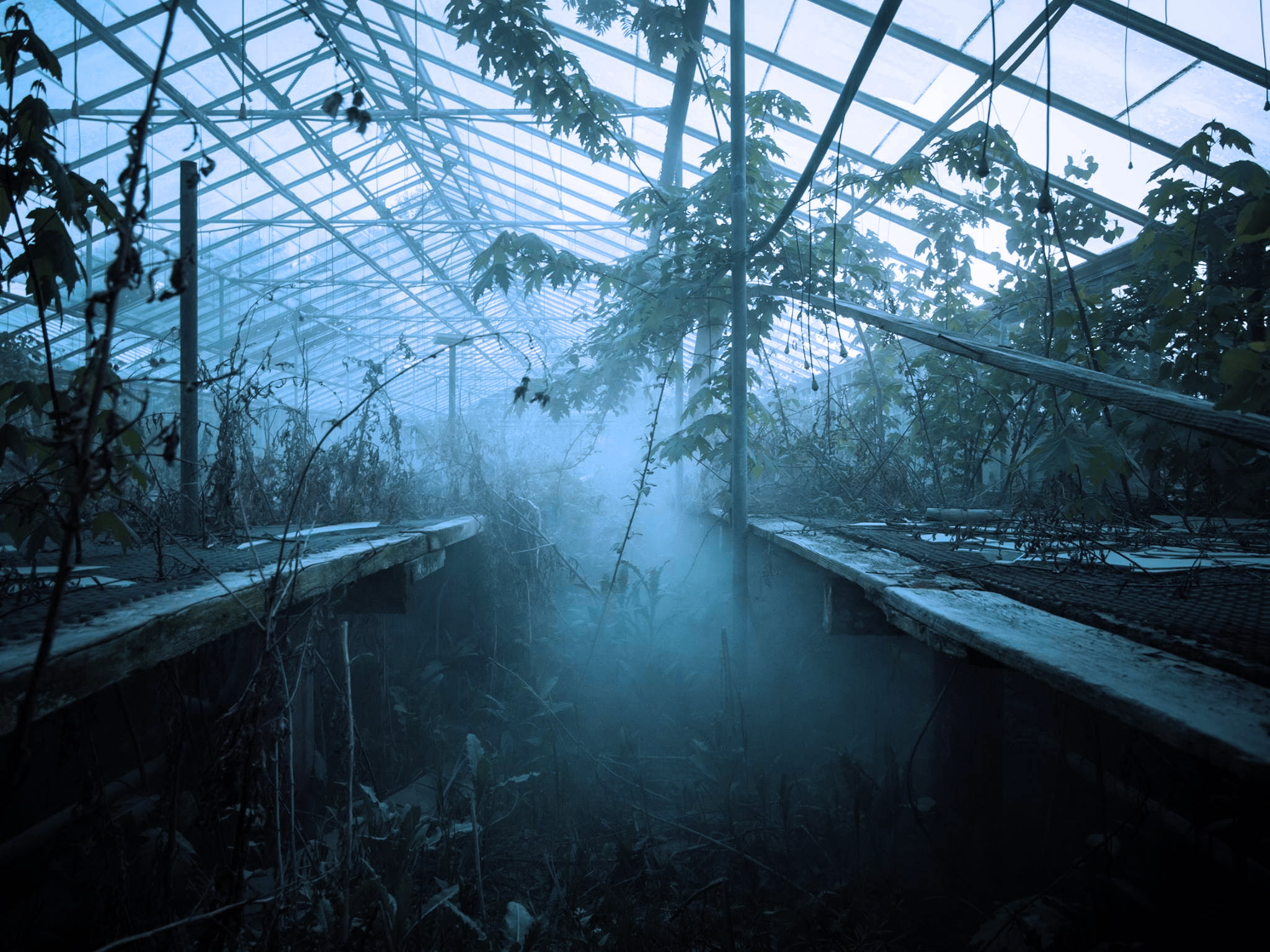mist, greenhouse, abandoned, plants, 1080P, HD Wallpaper