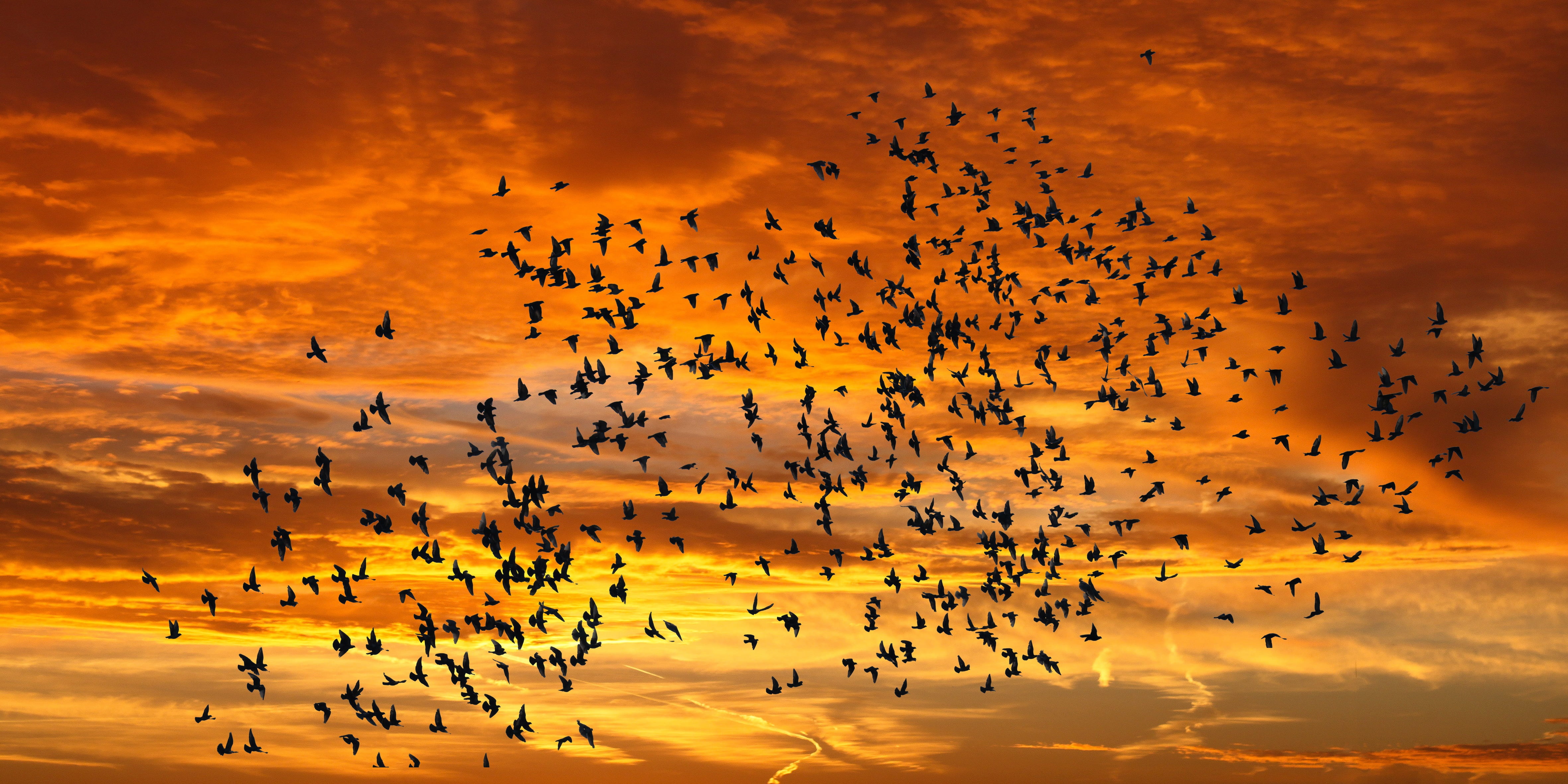 flock of birds, animal themes, beauty in nature, mid-air, travel destinations, photography, bird flight, emotions, bird, animal, silhouette, abendstimmung, HD Wallpaper